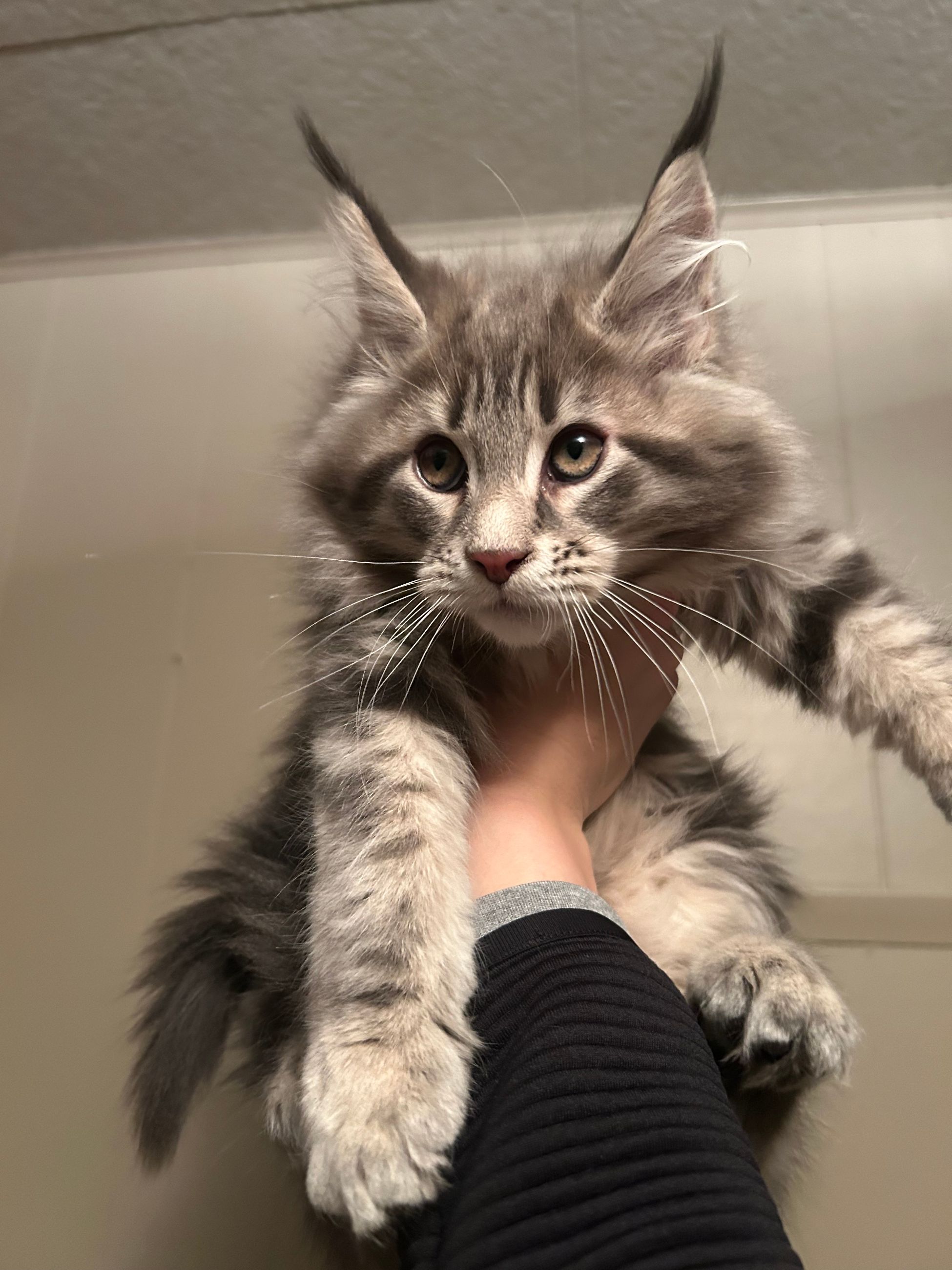 TICA Registered Purebred Maine Coon Kittens Ready for Christmass - 5 - 1765811702157_IMG_0069