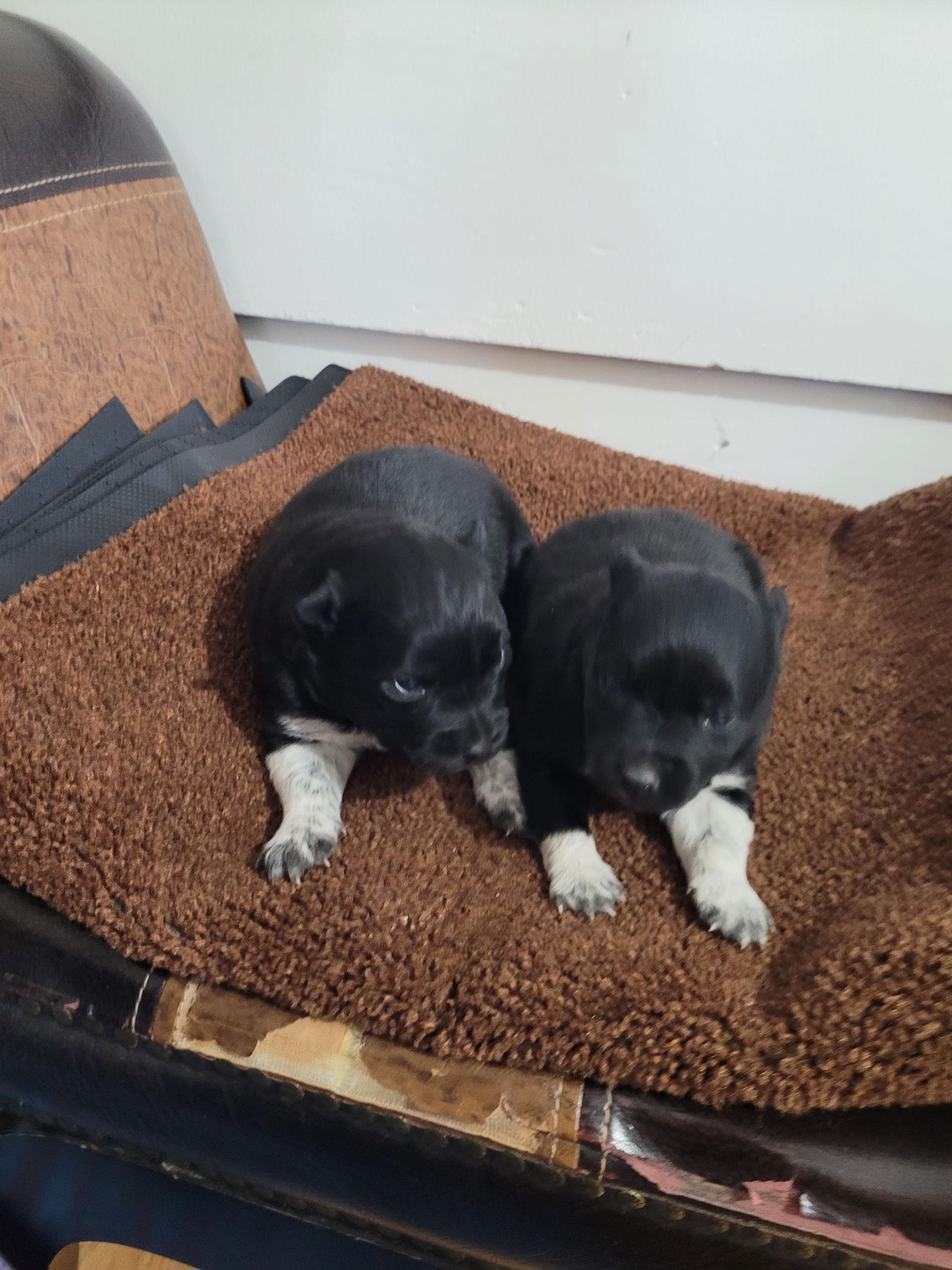 Border Collie  - 4 - 1765818100709_20251215_093306