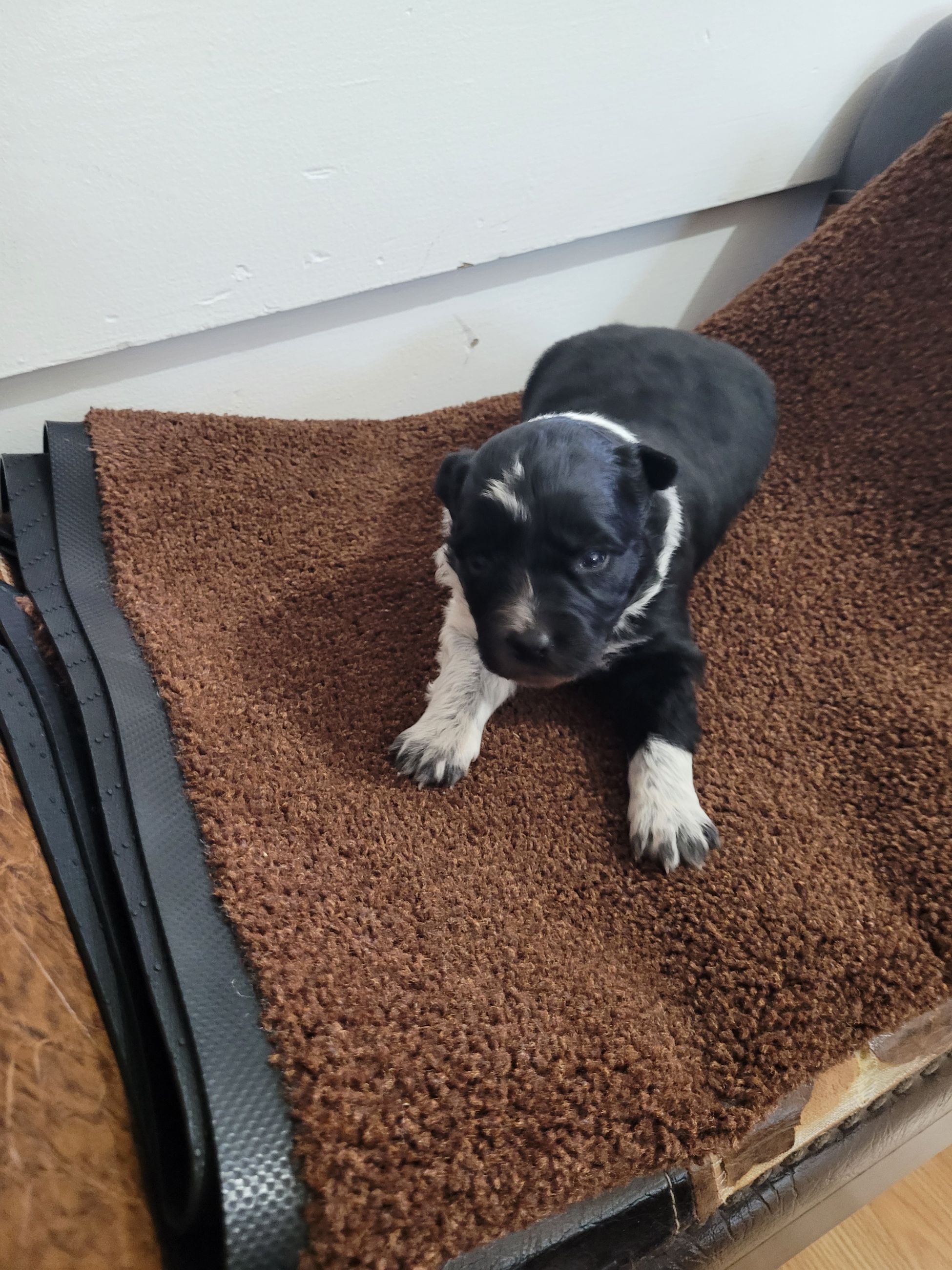 Border Collie  - 2 - 1765818100748_20251215_093455