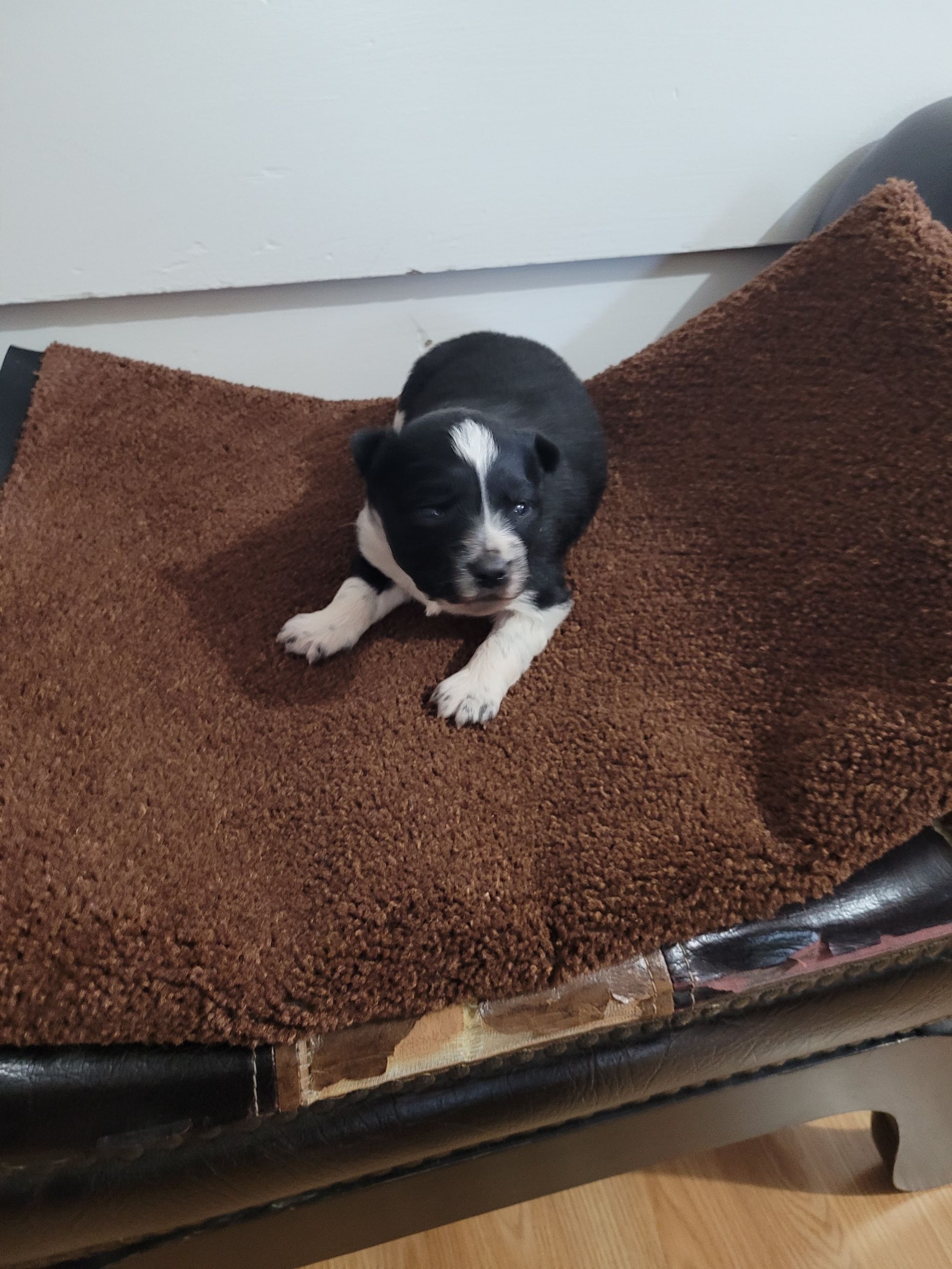 Border Collie  - 1 - 1765818100762_20251215_093516