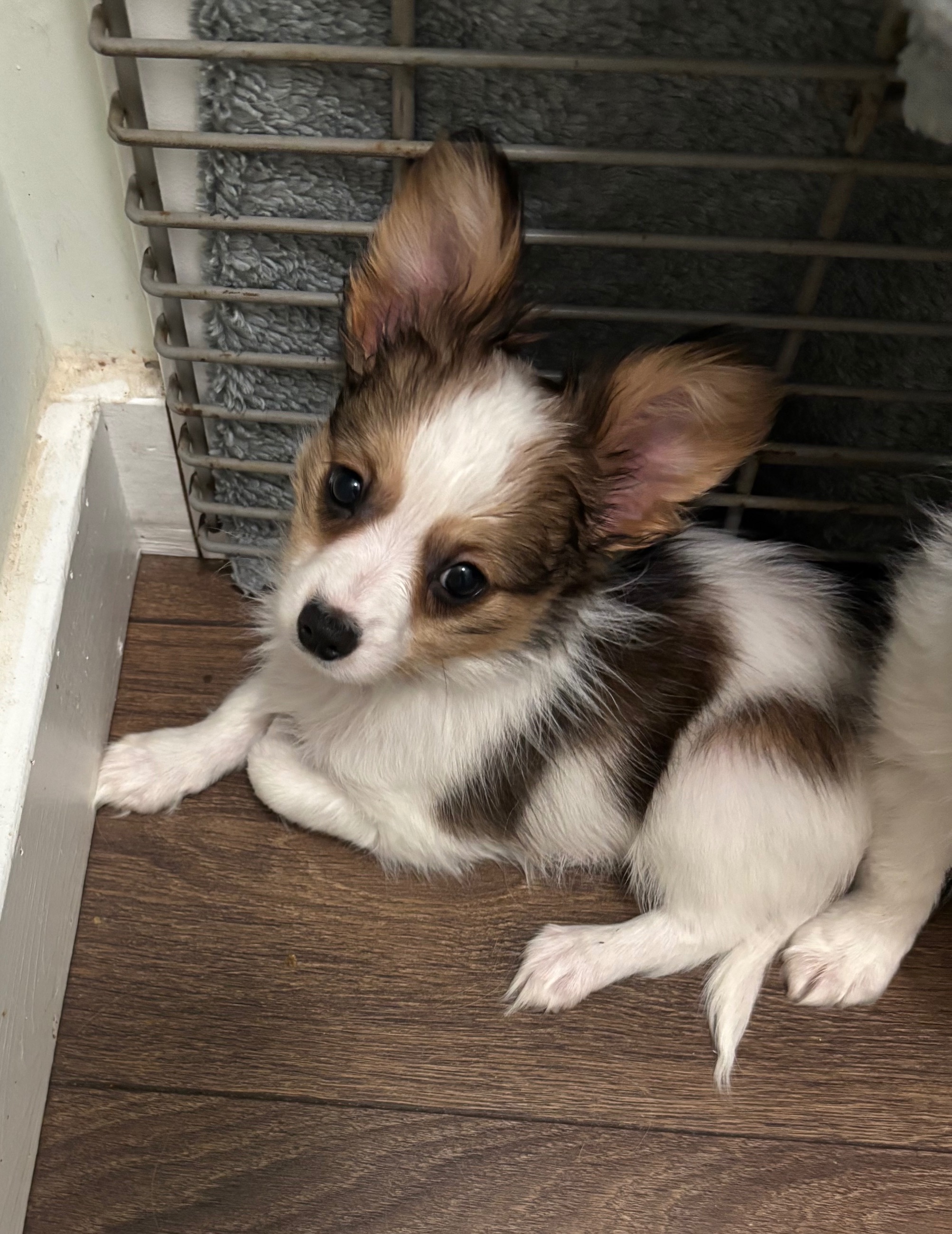 Photo of Papillon puppies