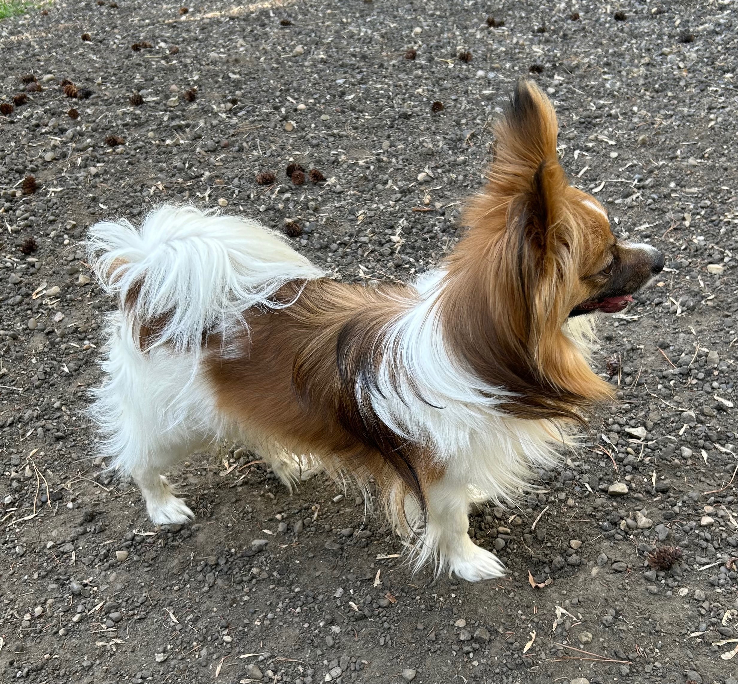 Papillon puppies - 3 - 1765838030057_IMG_0865