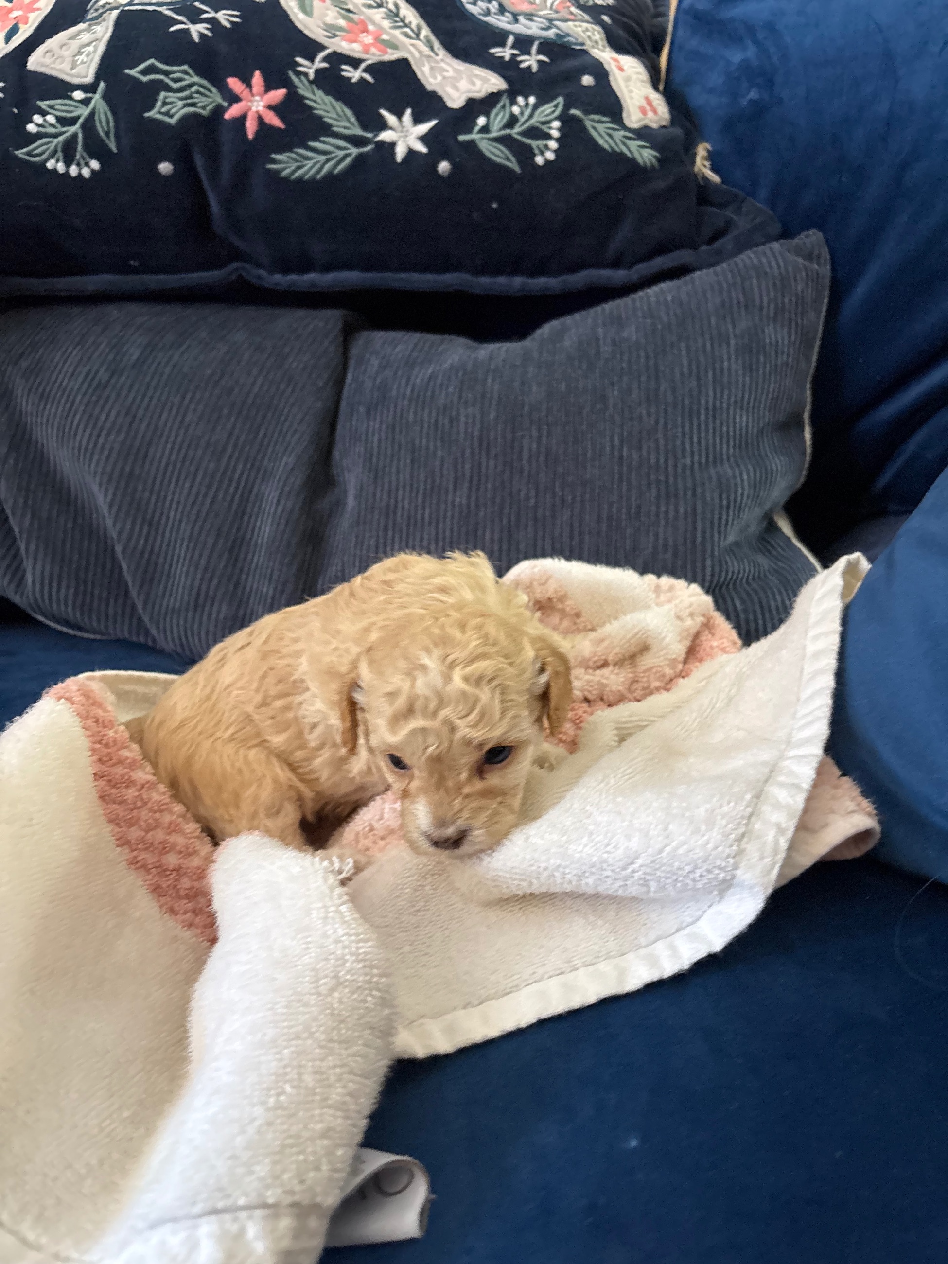 Toy/ mini poodles poodle Maltese Beagle  - 8 - 1765843000871_IMG_6719