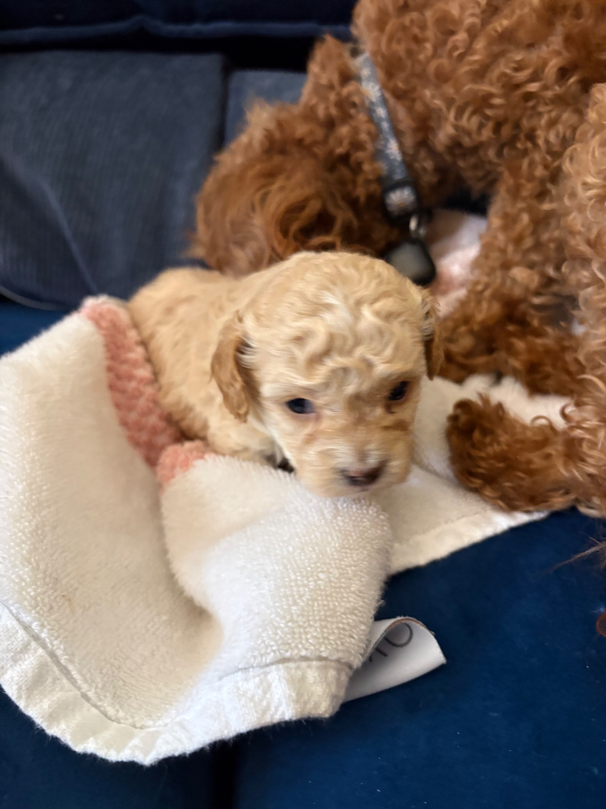 Toy/ mini poodles poodle Maltese Beagle  - 9 - 1765843000900_IMG_6707