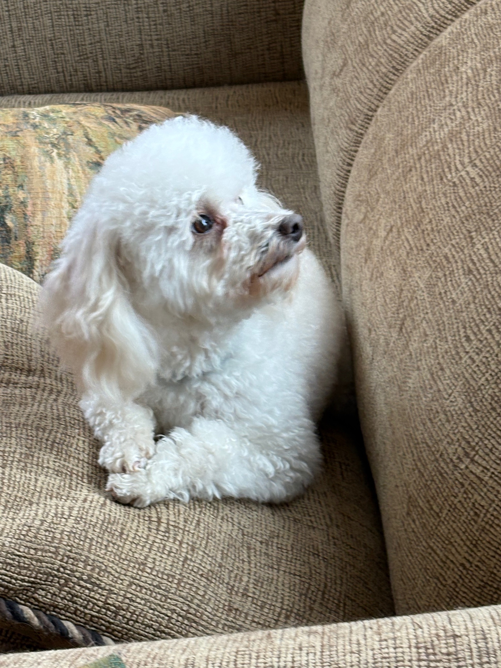 Toy/ mini poodles poodle Maltese Beagle  - 6 - 1765843000929_IMG_6850