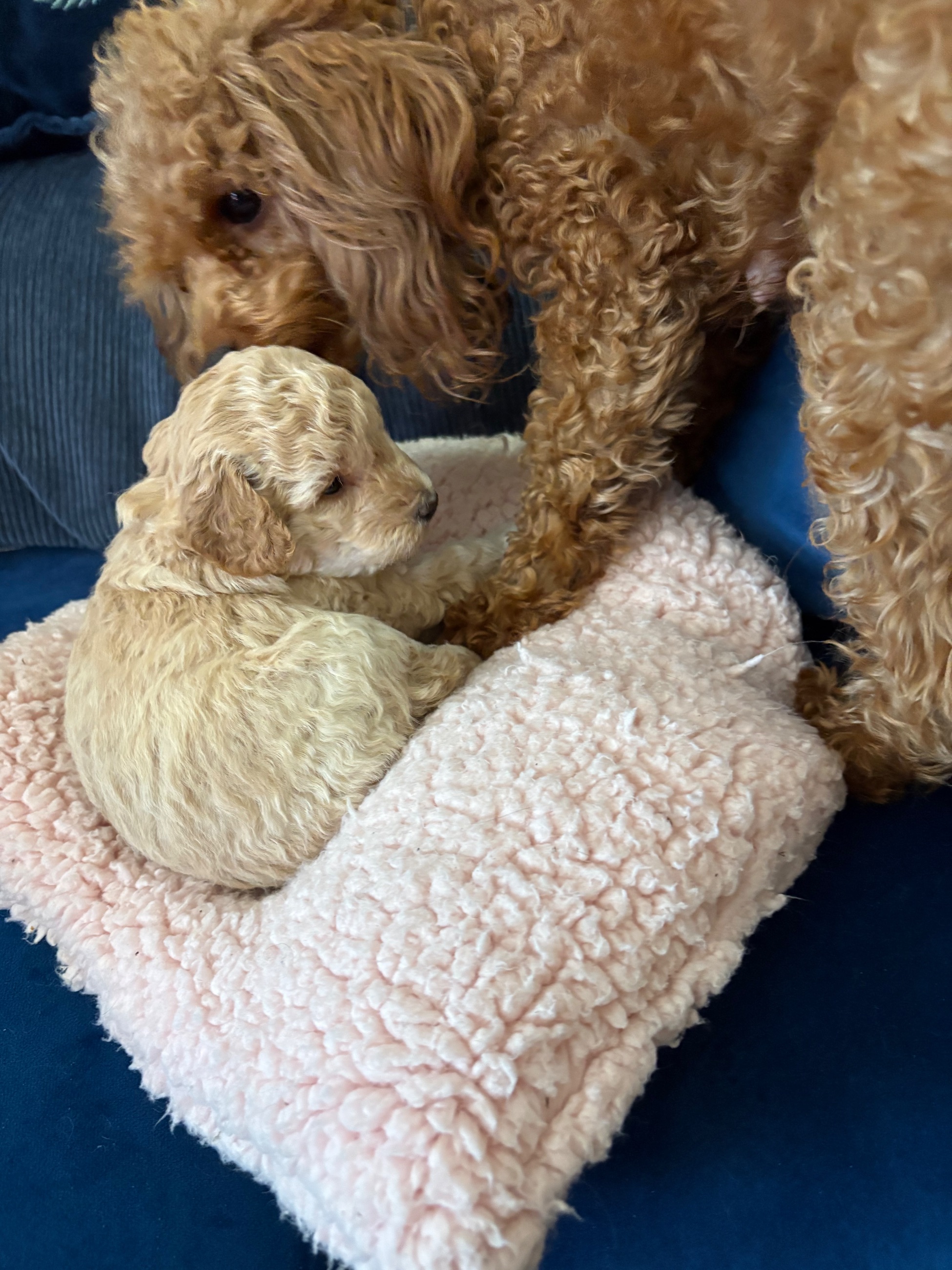 Photo of Toy/ mini poodles poodle Maltese Beagle