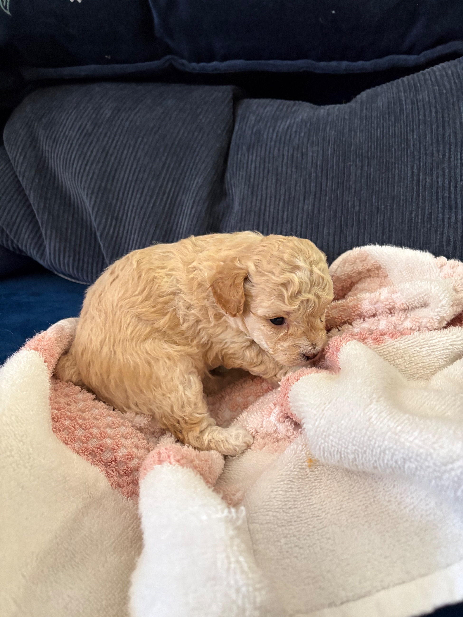 Toy/ mini poodles poodle Maltese Beagle  - 7 - 1765843000987_IMG_6743