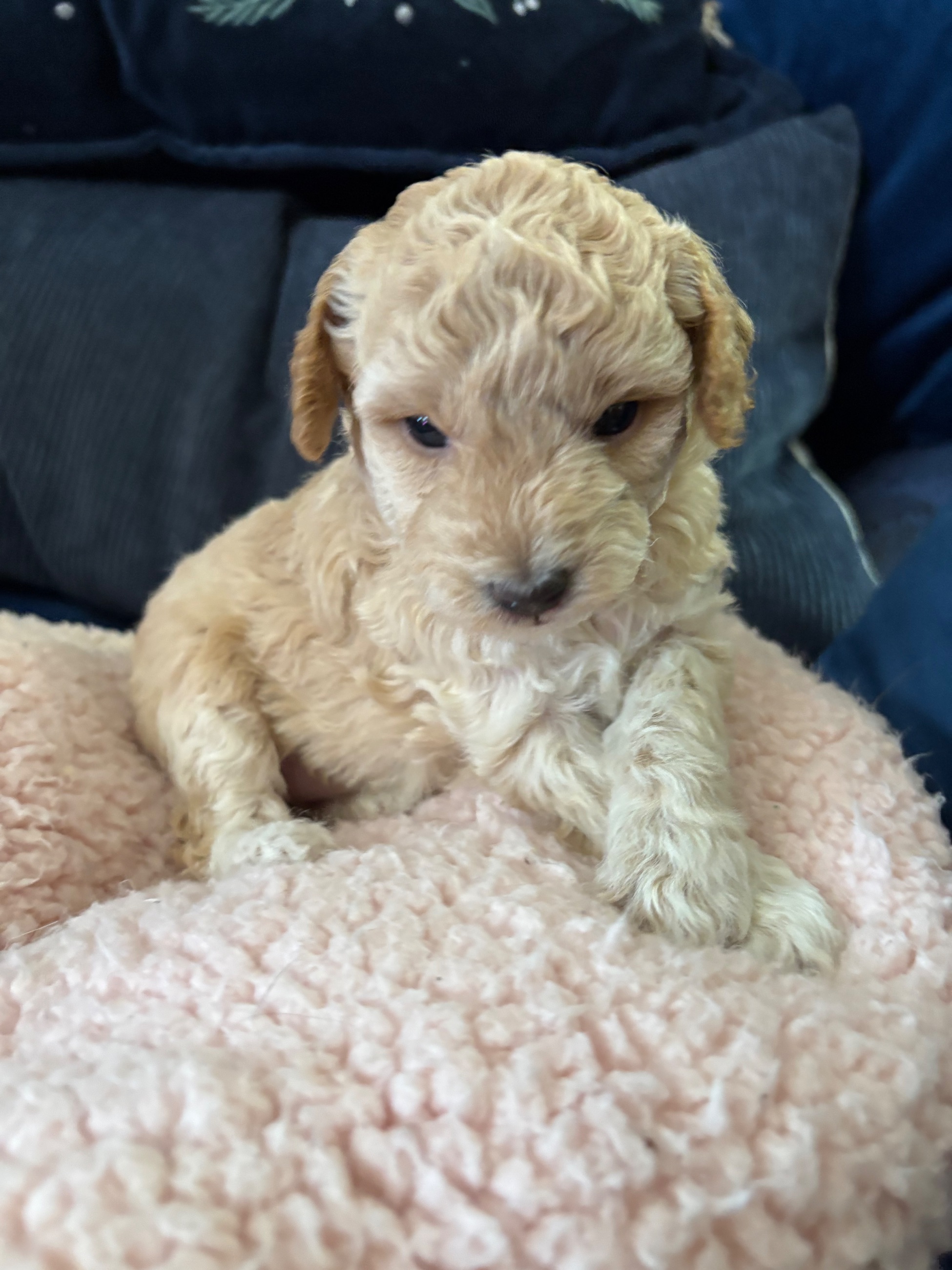 Toy/ mini poodles poodle Maltese Beagle  - 4 - 1765843001014_IMG_6766