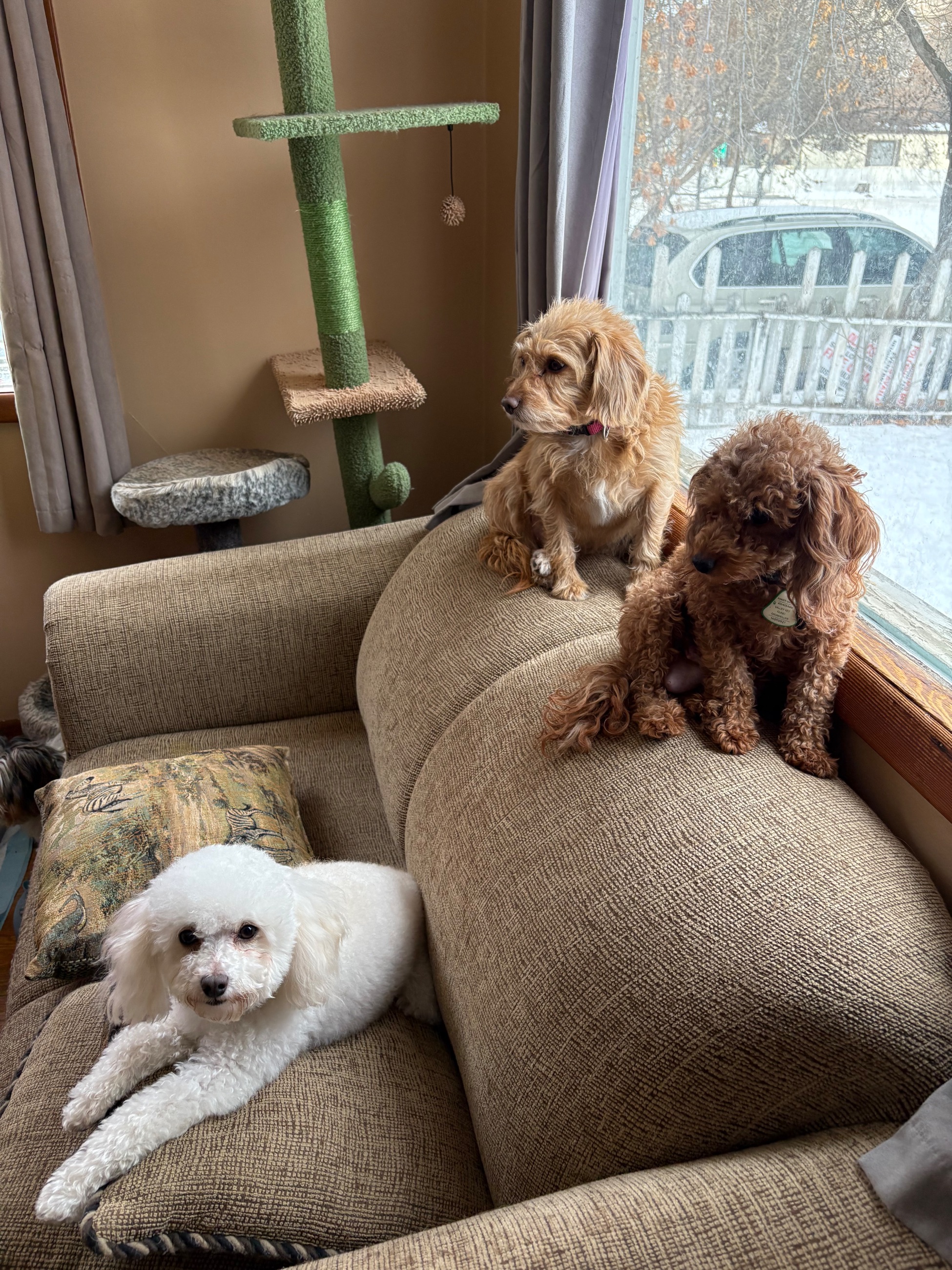 Toy/ mini poodles poodle Maltese Beagle  - 5 - 1765843001061_IMG_6858