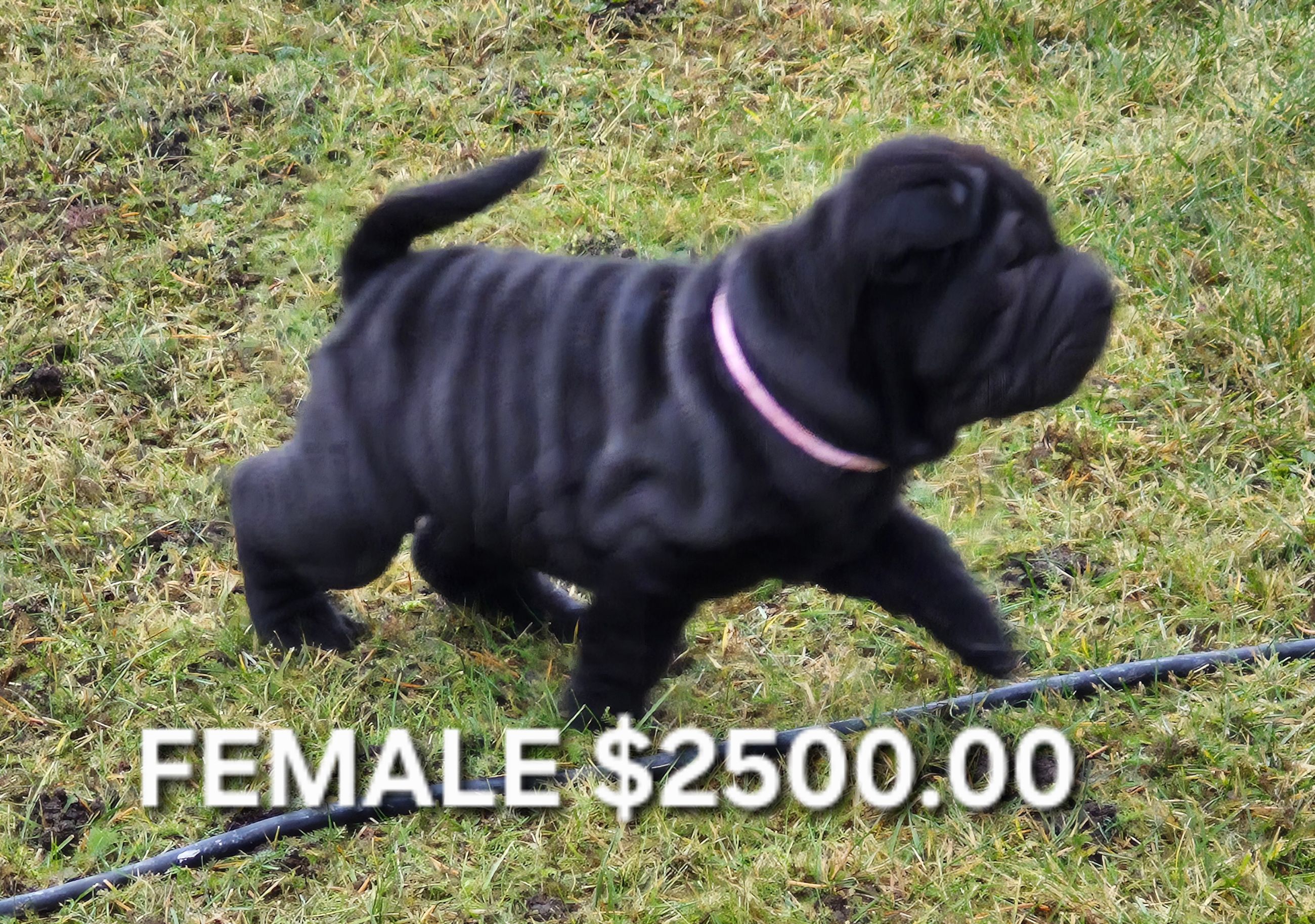 MINIATURE SHAR-PEI PUPPIES - 4 - 1765848000283_20251211_140925