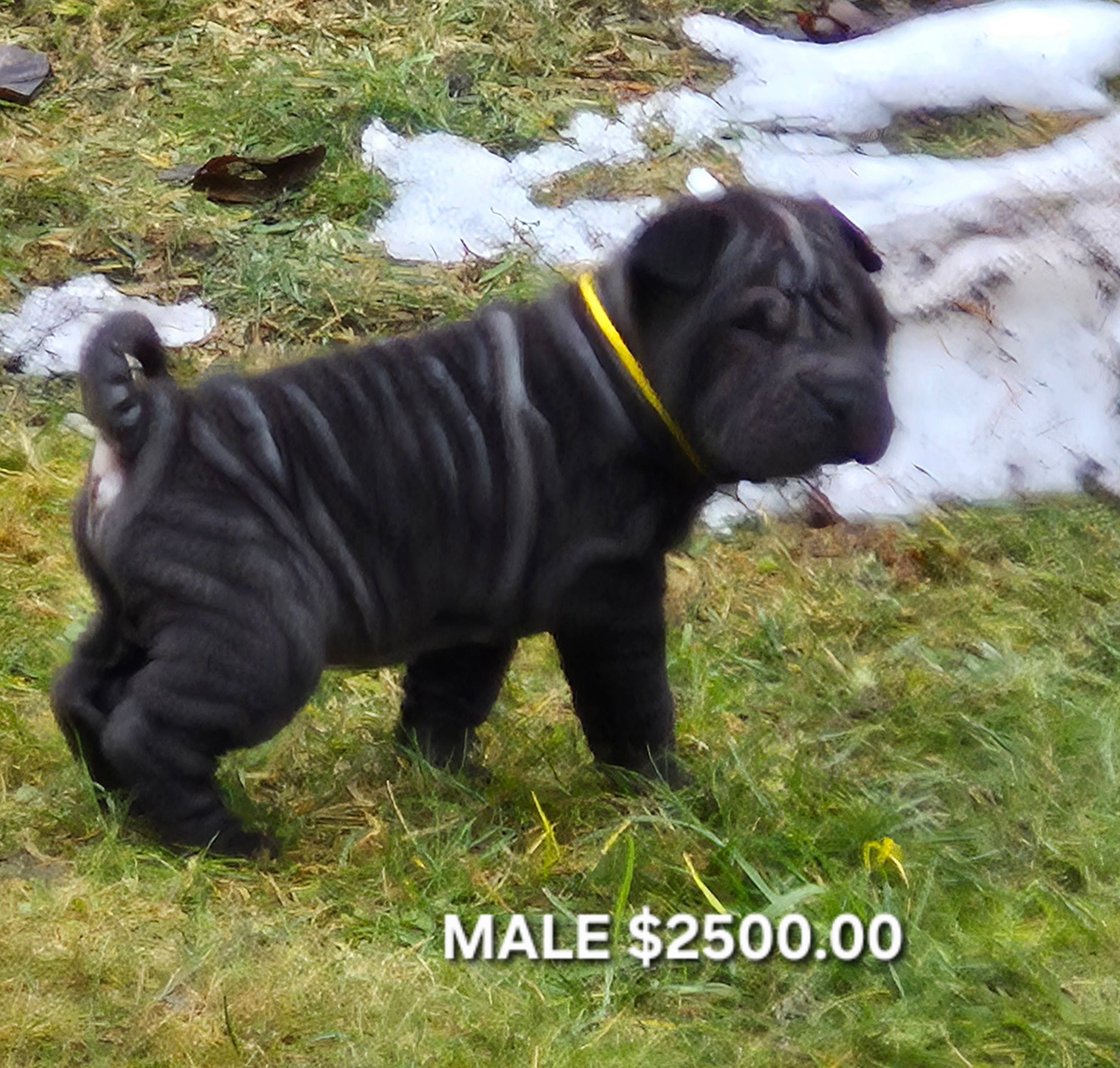 MINIATURE SHAR-PEI PUPPIES - 5 - 1765848000431_20251211_140908