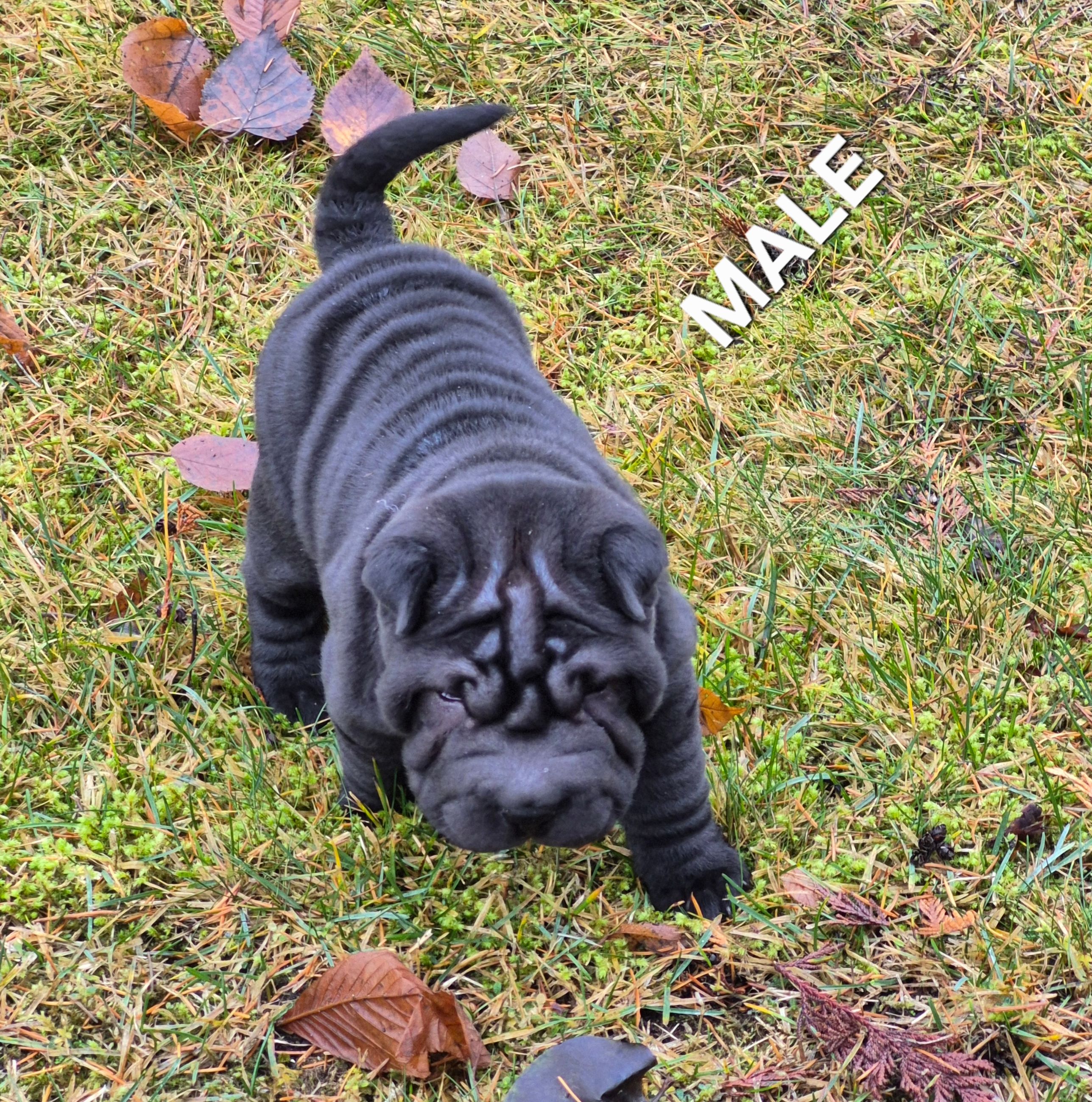Photo of MINIATURE SHAR-PEI PUPPIES