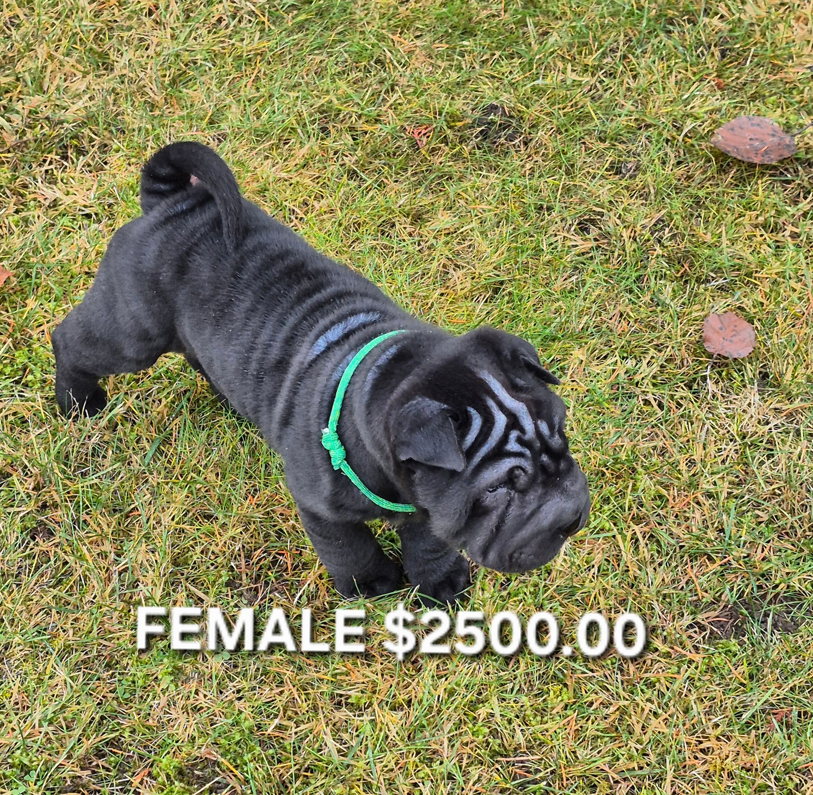 MINIATURE SHAR-PEI PUPPIES - 3 - 1765848000517_20251211_141010