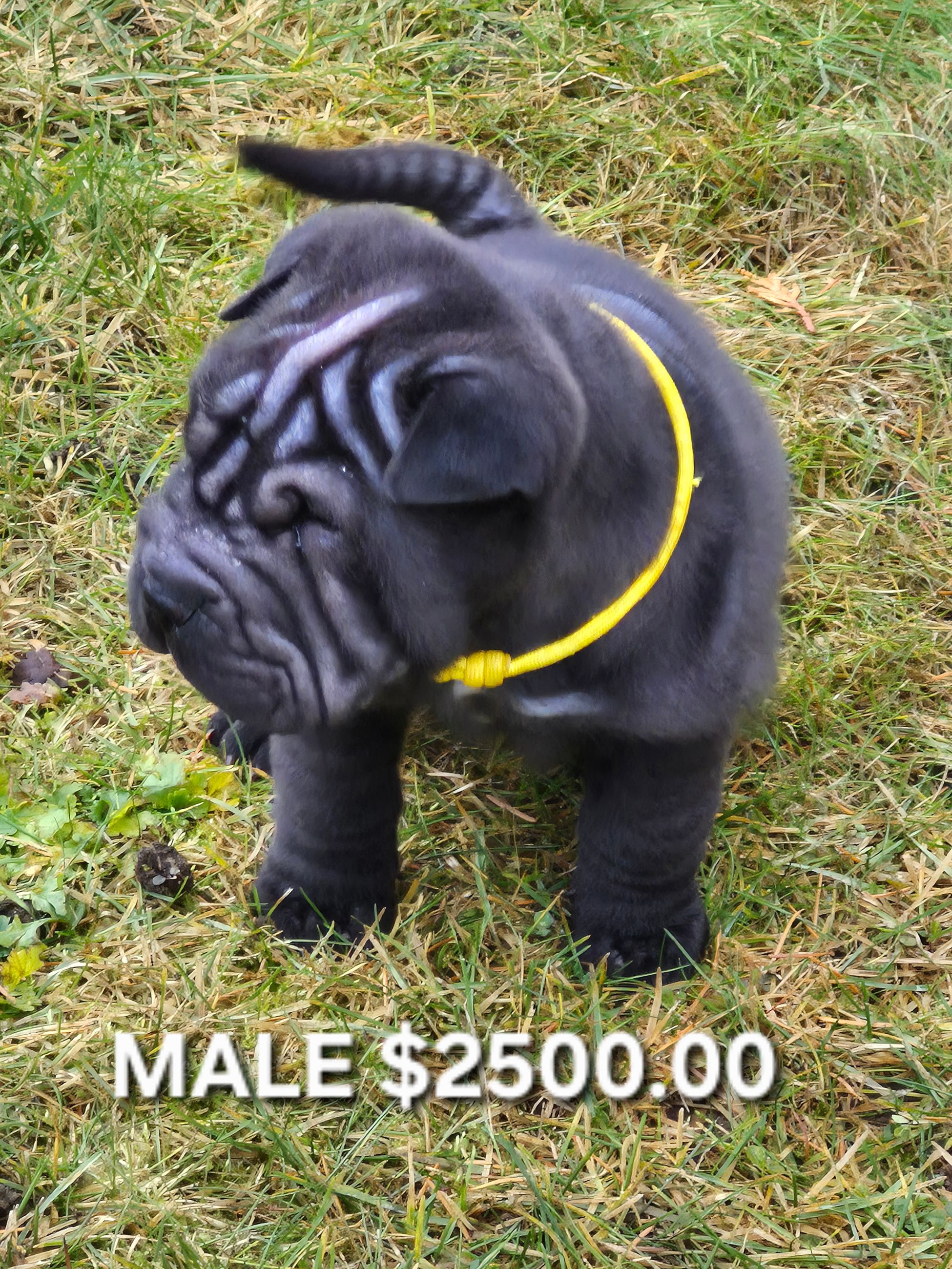 MINIATURE SHAR-PEI PUPPIES - 2 - 1765848000517_20251211_141205