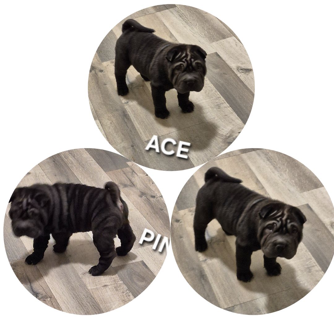 MINIATURE SHAR-PEI PUPPIES - 6 - 1765848553777_NEW KIDS - 7 WEEKS