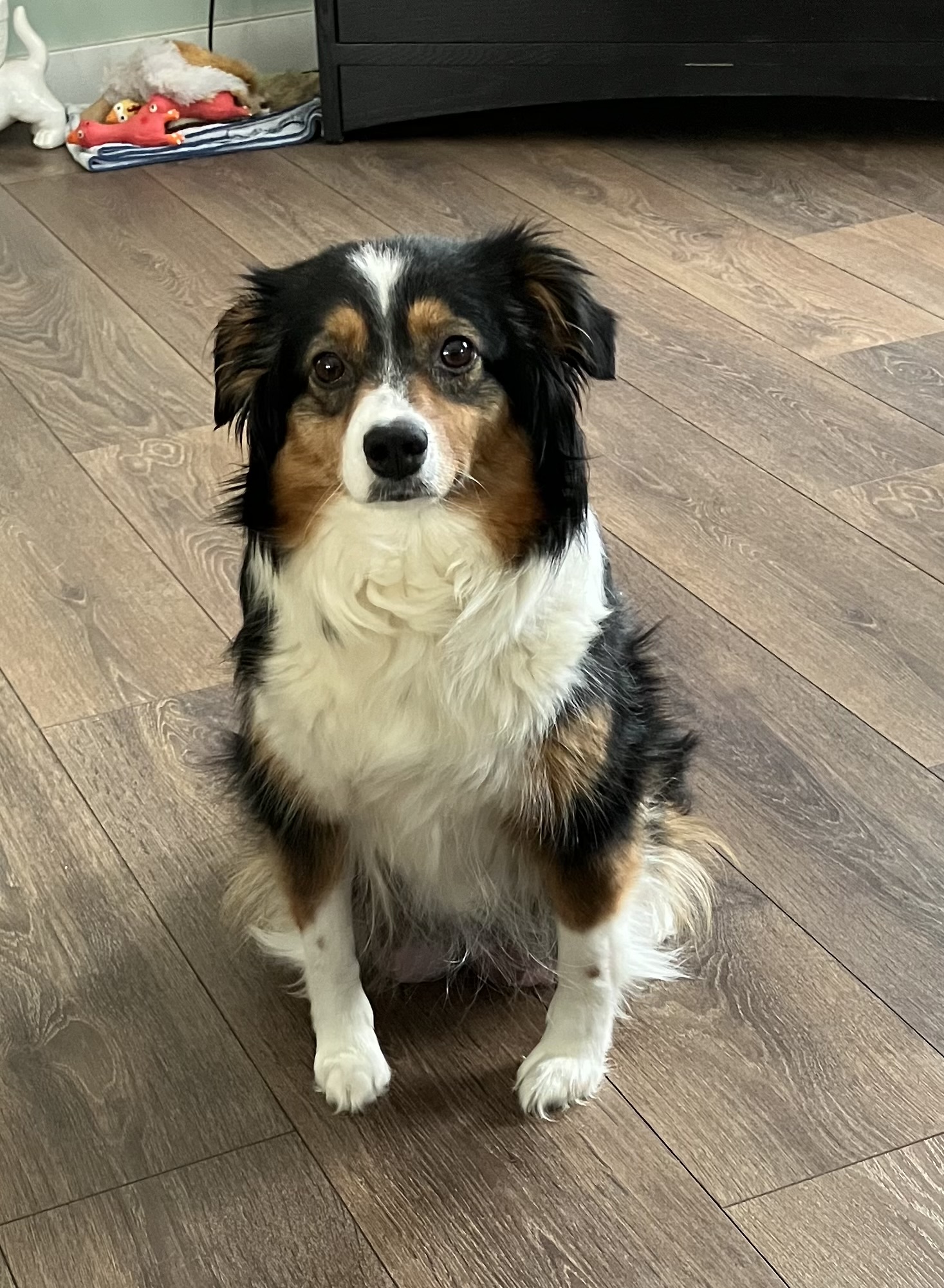 Mini Aussie puppies - 4 - 1765854932178_IMG_0901