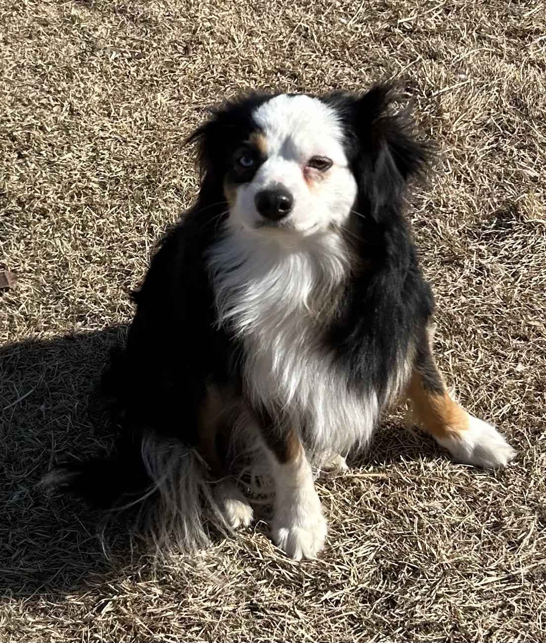 Mini Aussie puppies - 5 - 1765854932210_IMG_1983