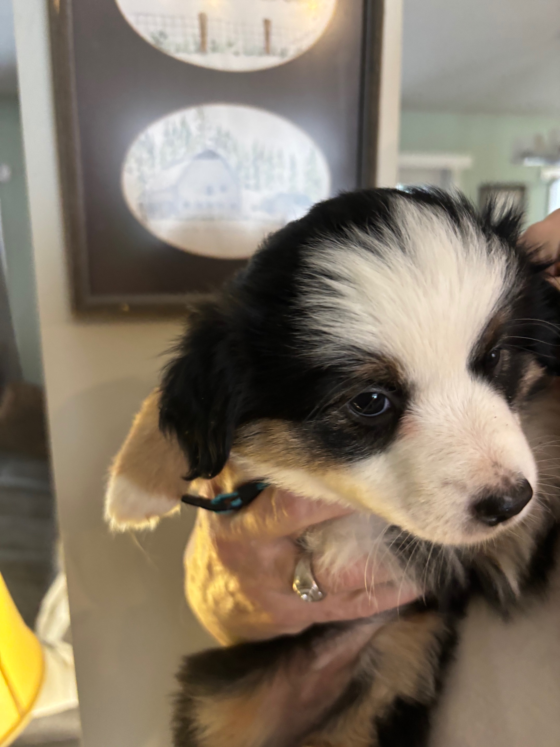 Mini Aussie puppies - 3 - 1765854932261_IMG_1711
