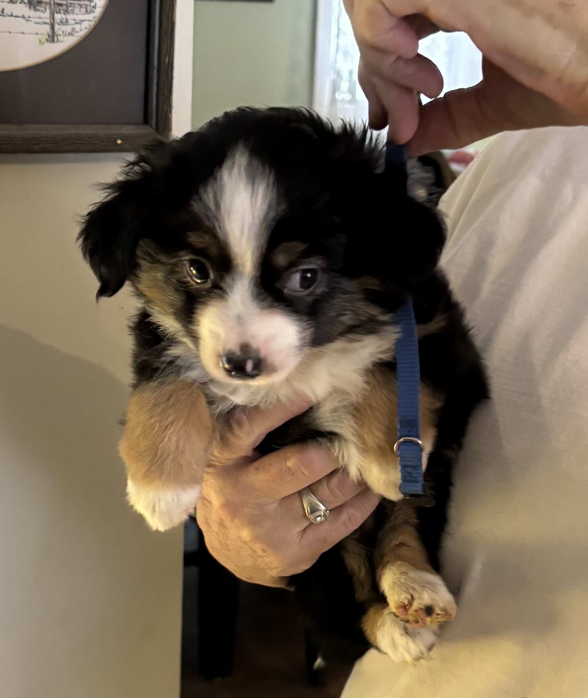 Mini Aussie puppies - 2 - 1765854932307_IMG_1713