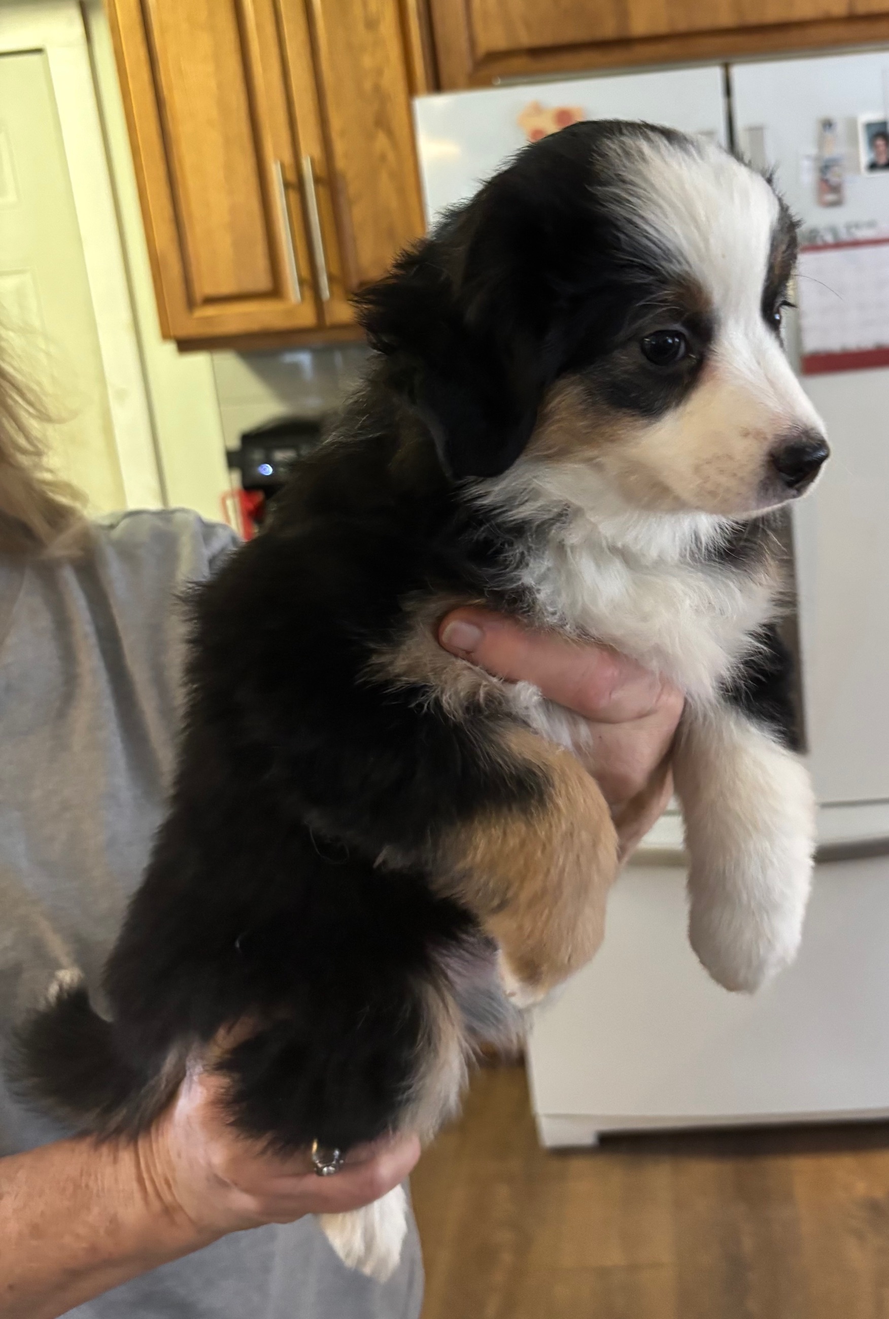 Mini Aussie puppies - 1 - 1765854932402_IMG_1771
