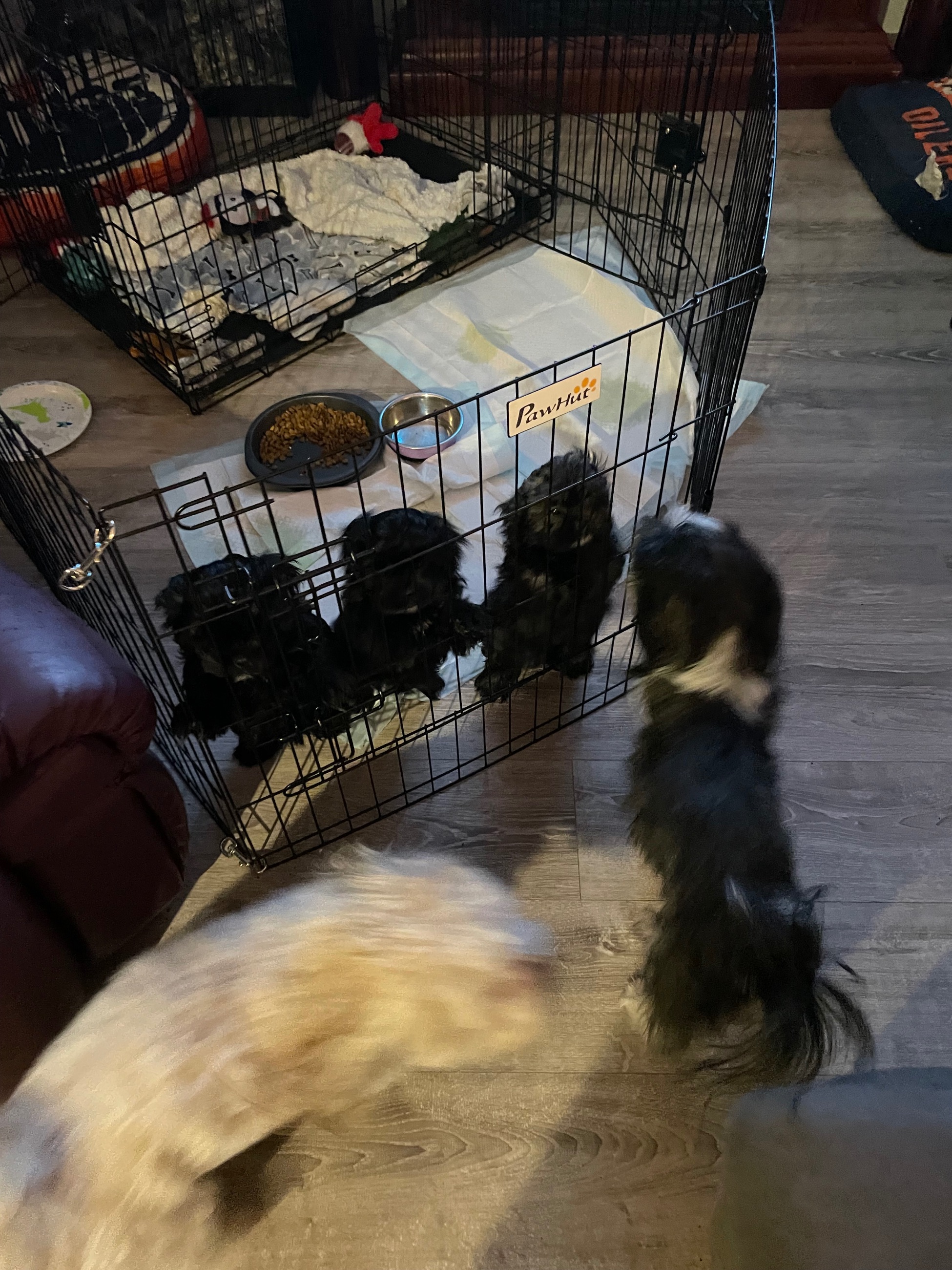 Peek-a-tzu for sale - 7 - 1765901155754_IMG_2281