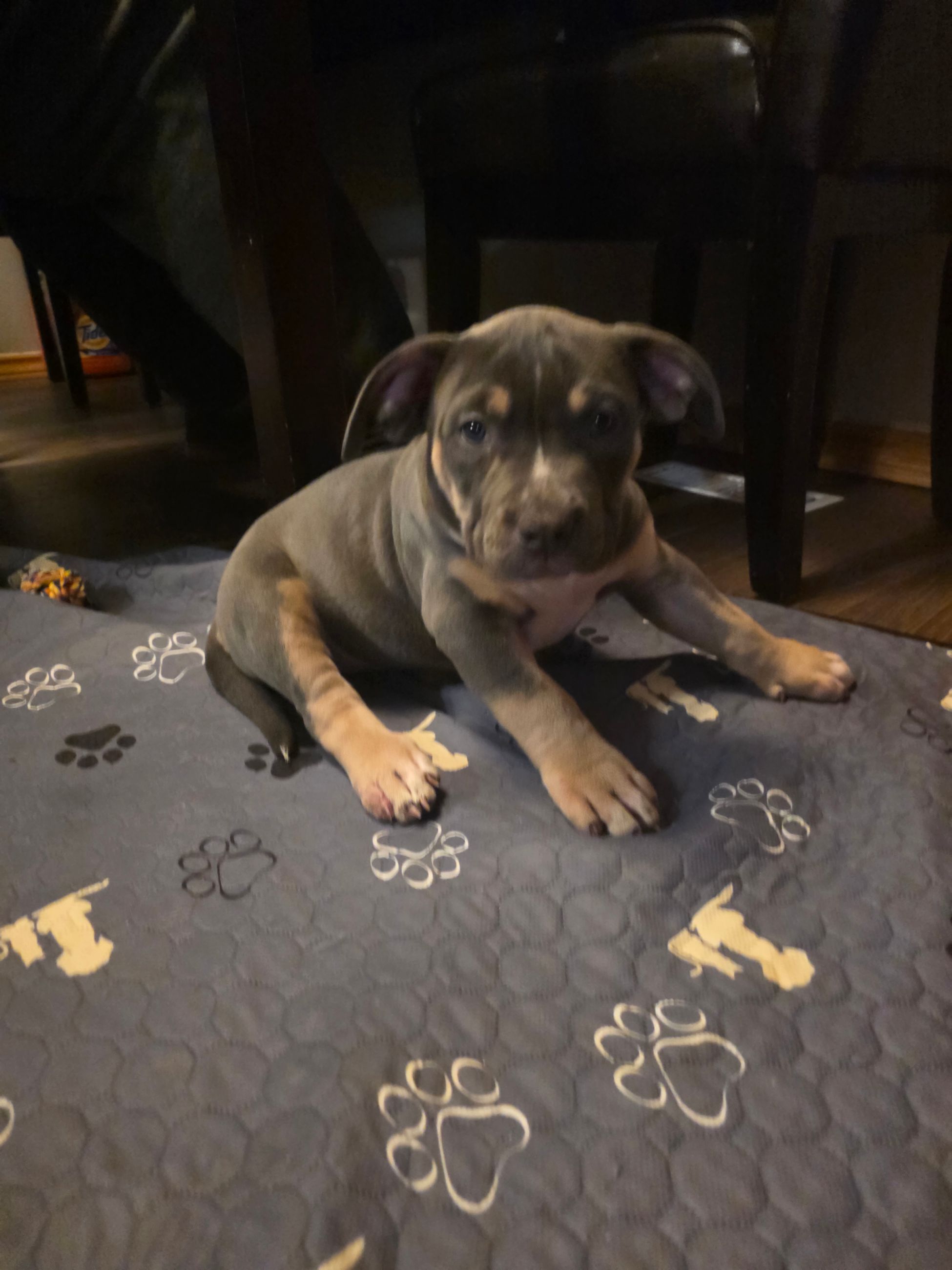 American bully  puppies! - 11 - 1765906020856_1000003036