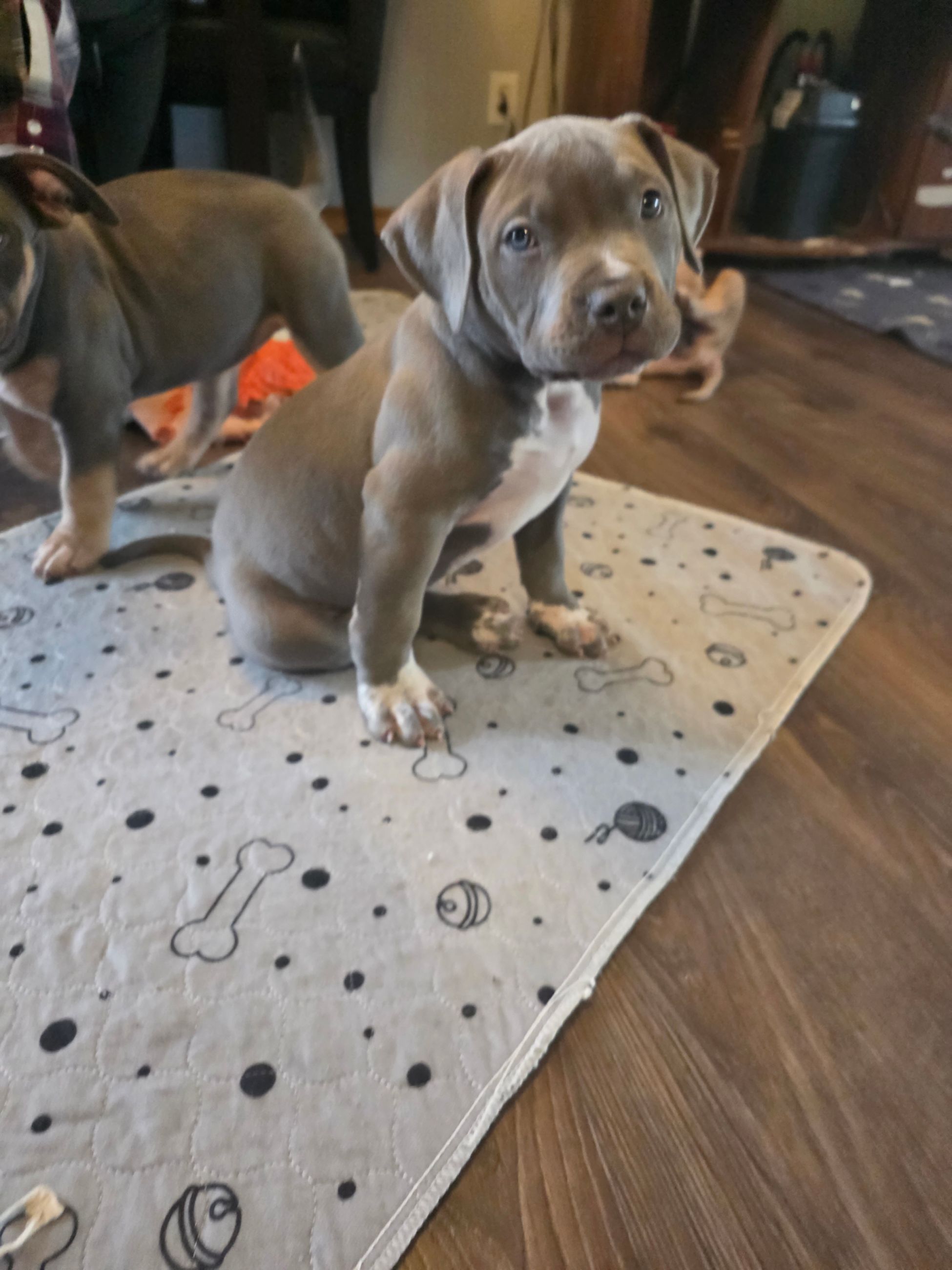 American bully  puppies! - 5 - 1765906020873_1000003104