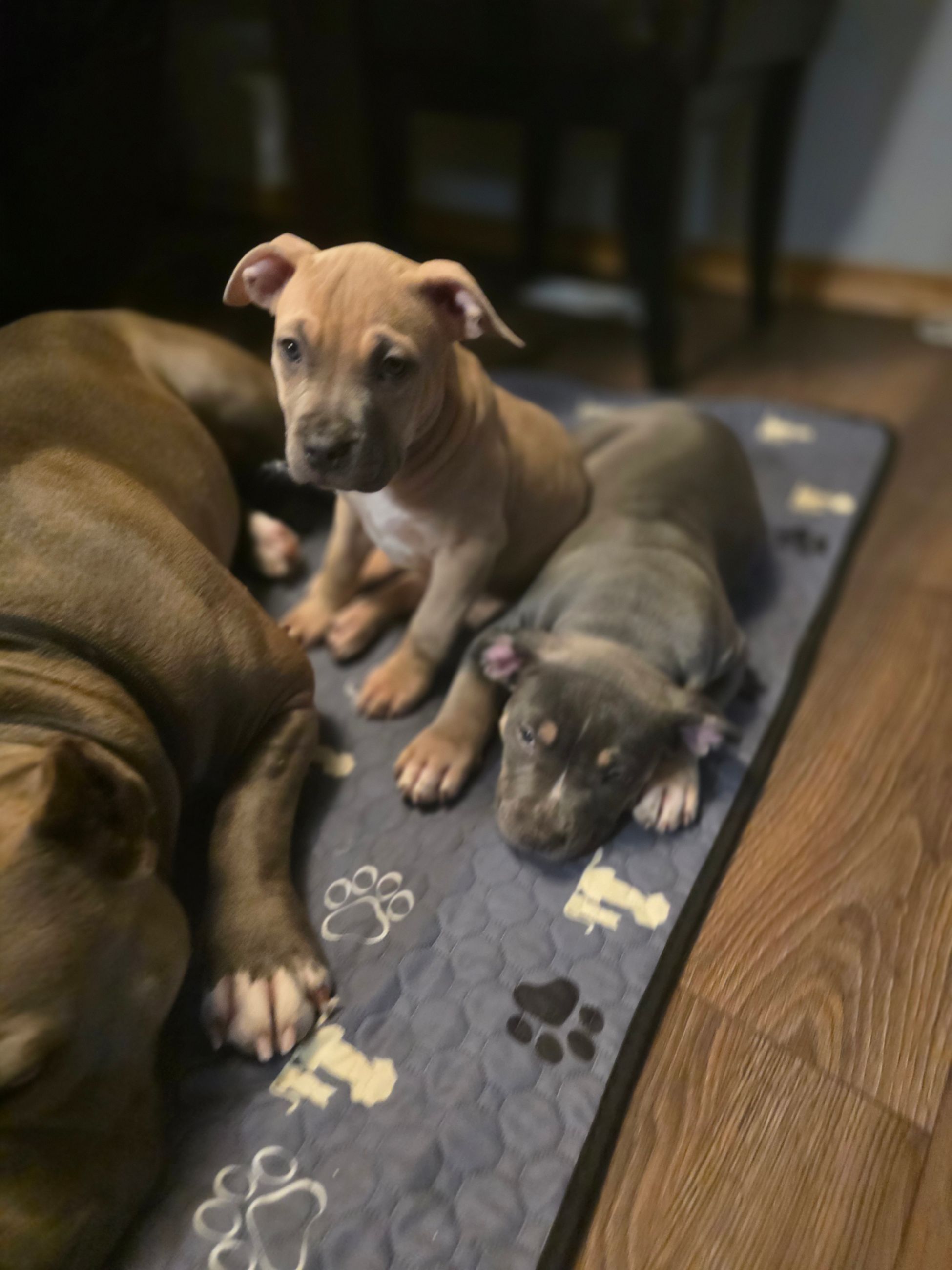 American bully  puppies! - 9 - 1765906020906_1000003072