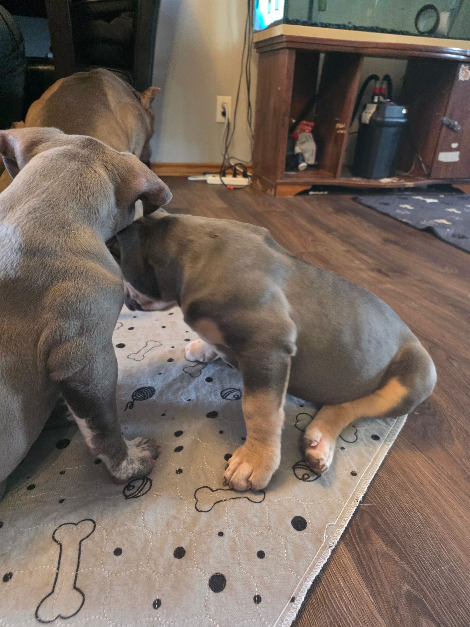 American bully  puppies! - 4 - 1765906020906_1000003124
