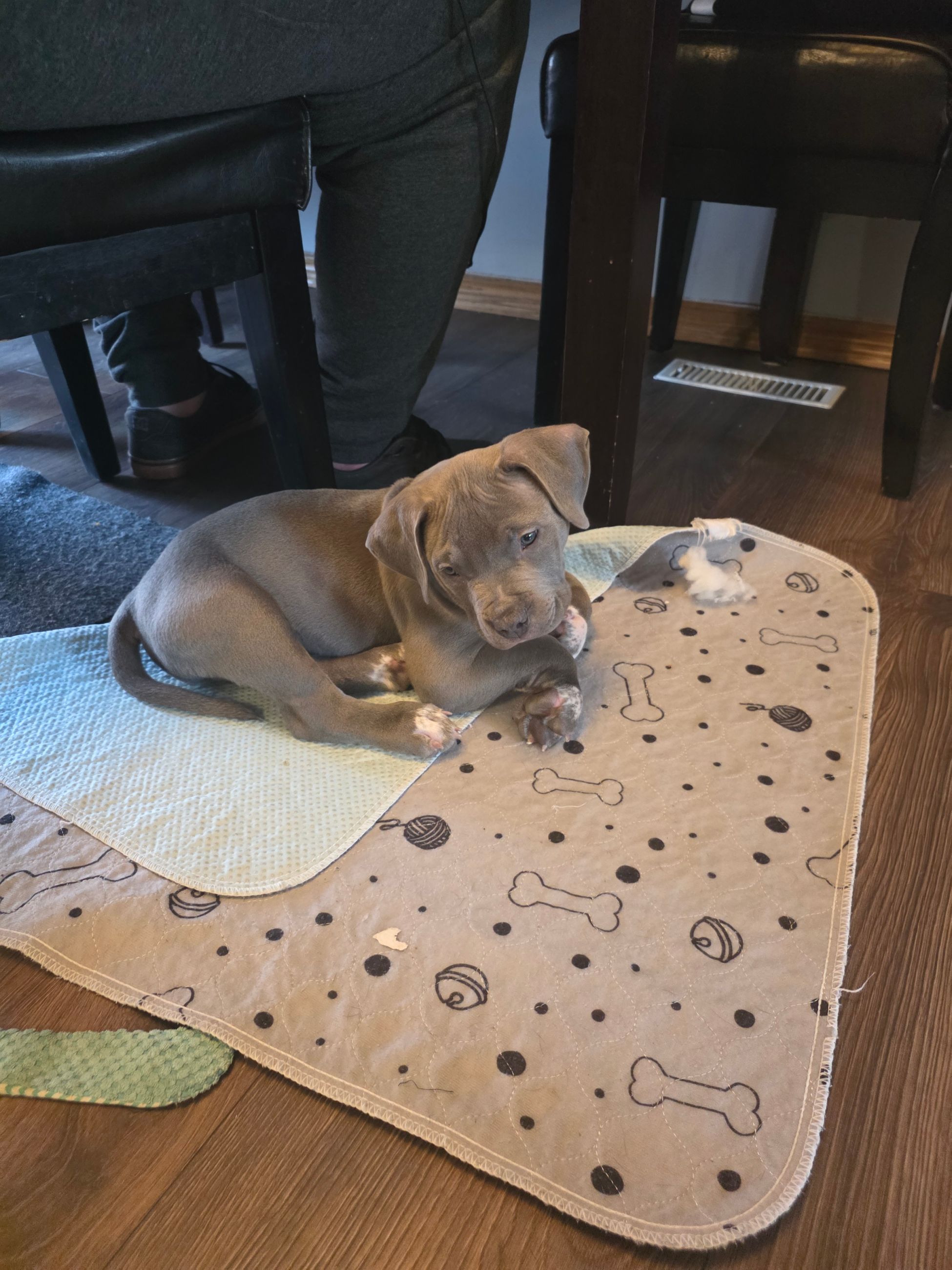 American bully  puppies! - 3 - 1765906020906_1000003131