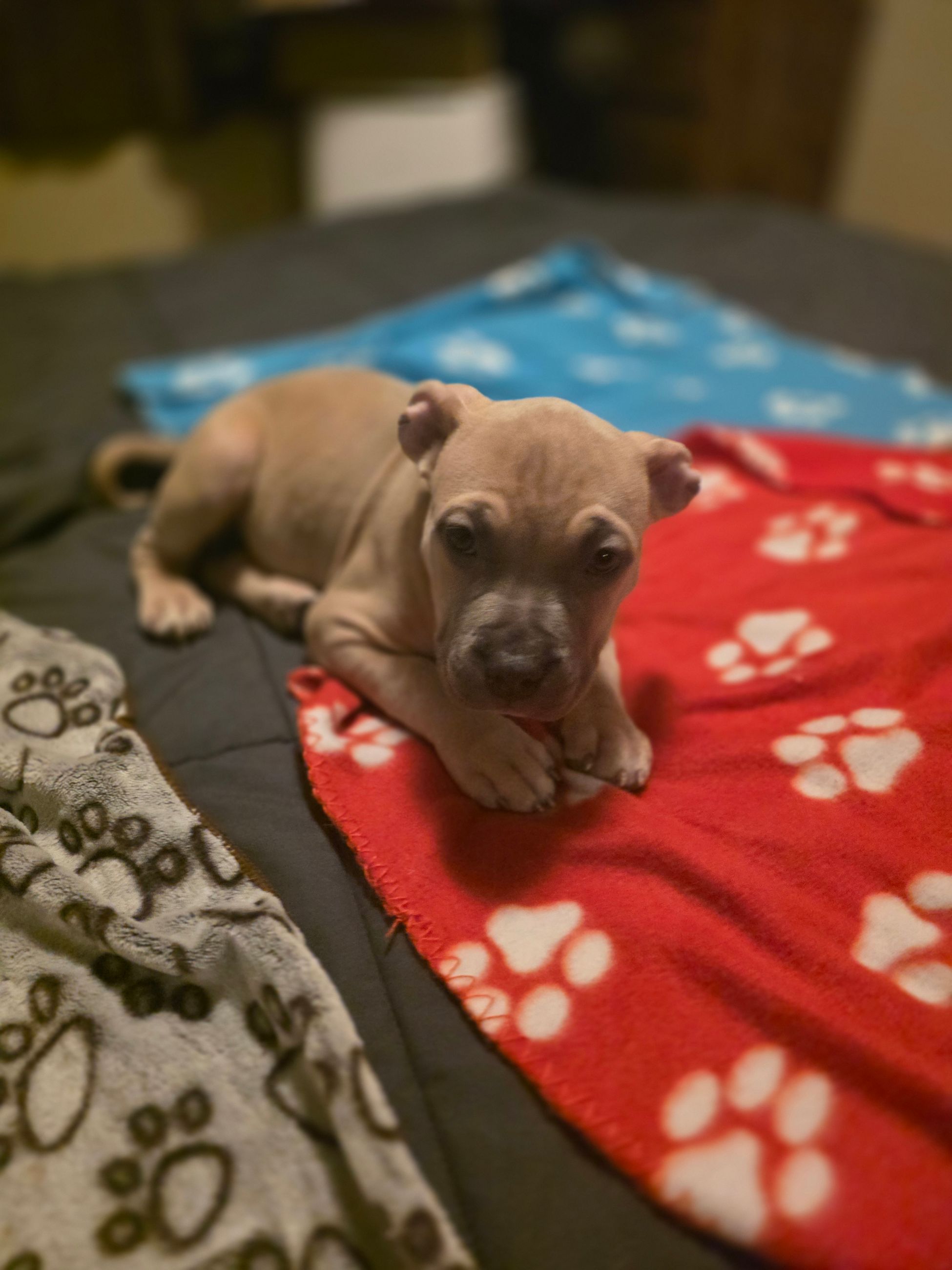 American bully  puppies! - 10 - 1765906020907_1000003058