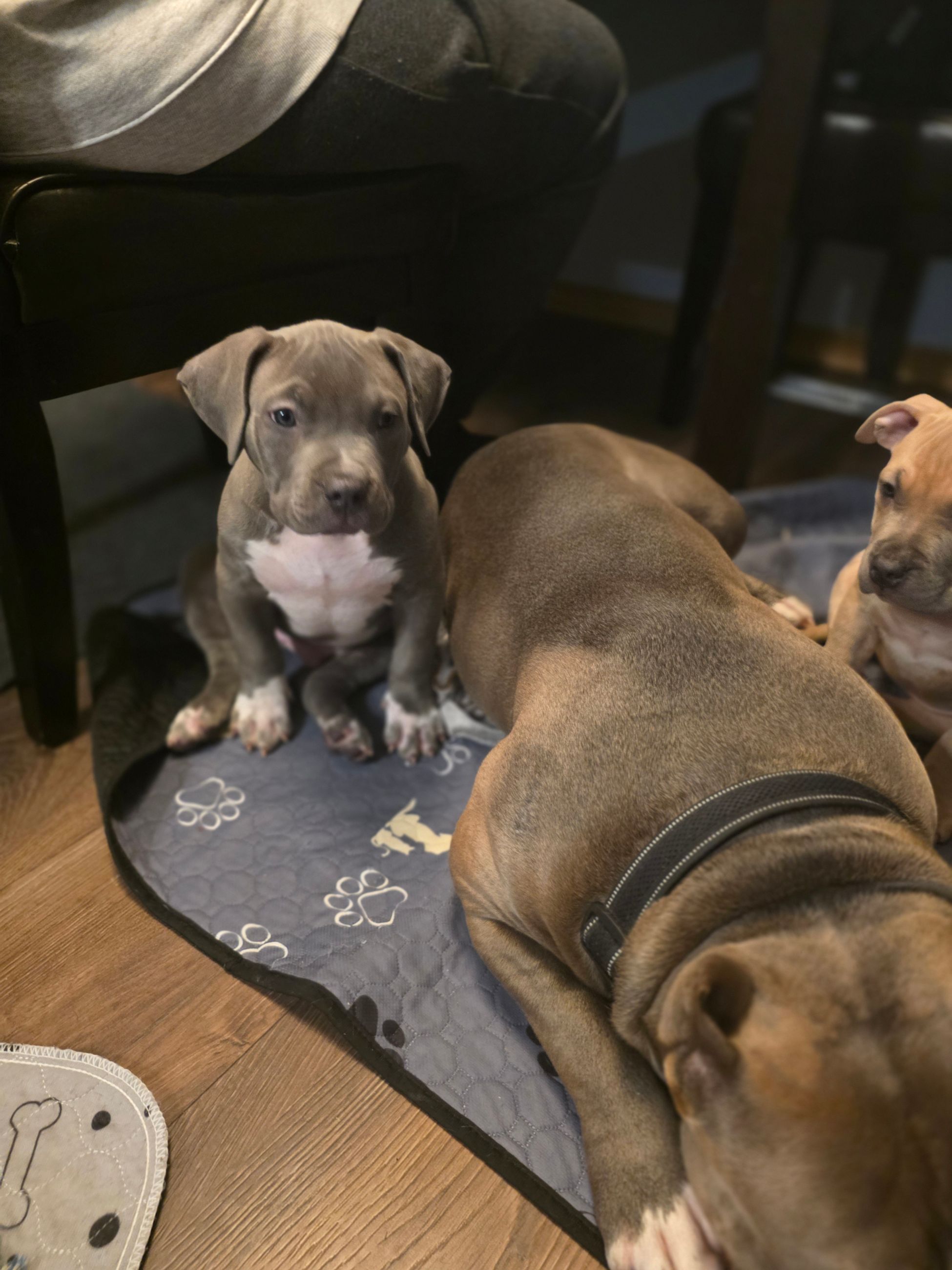 American bully  puppies! - 8 - 1765906020932_1000003073