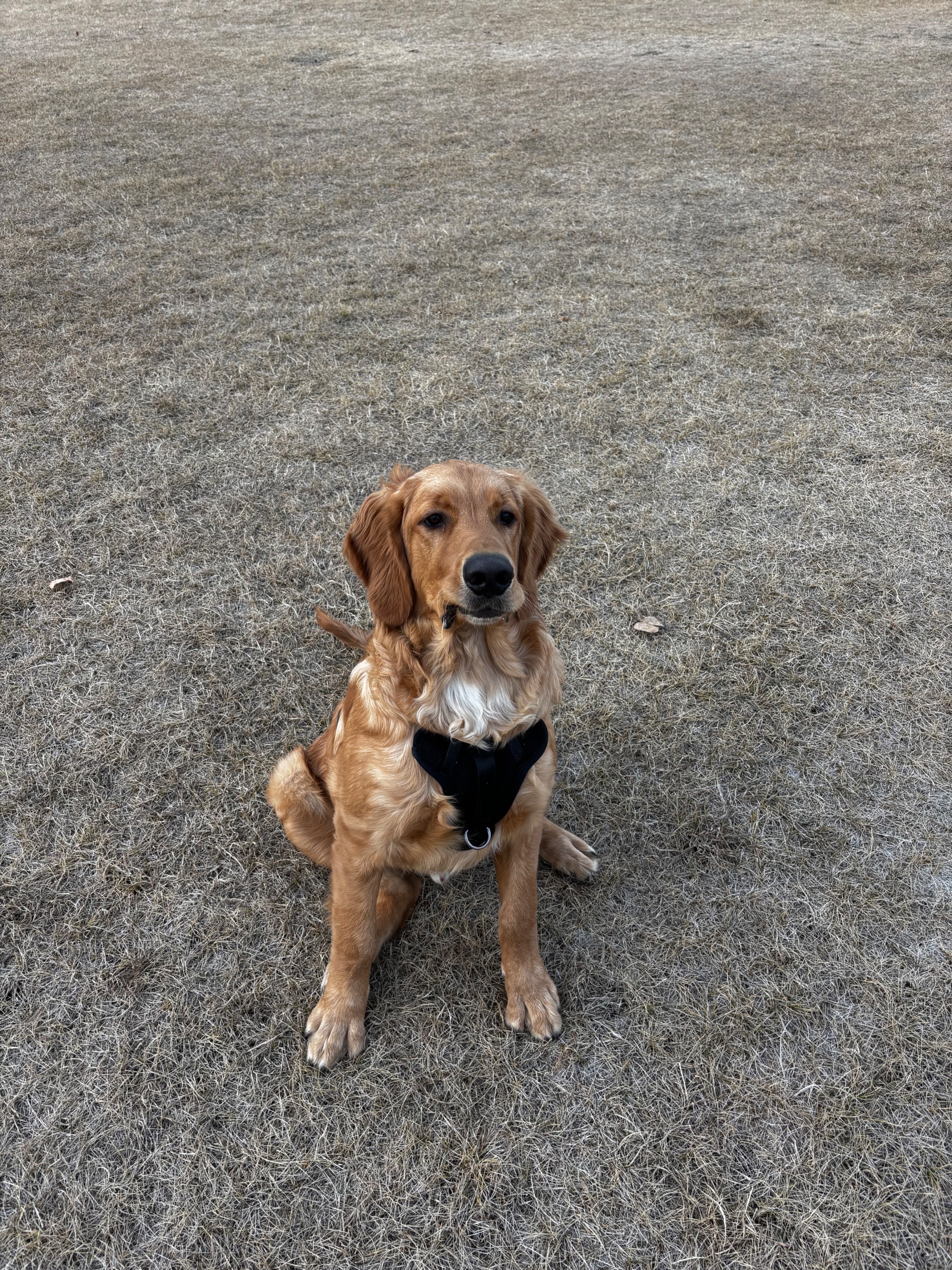 Photo of Golden retriever 