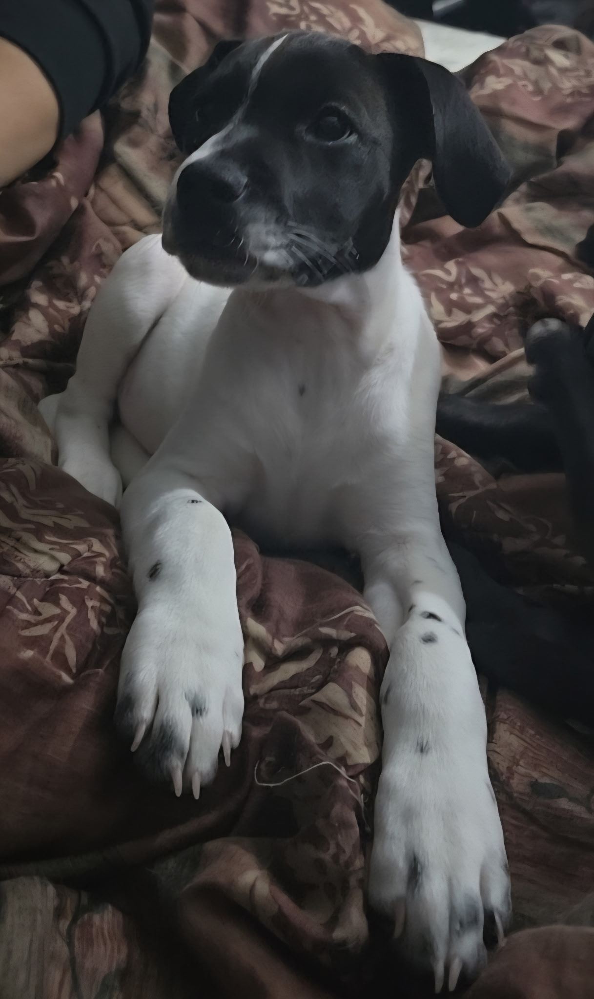 Photo of 3 month old puppies for sale 