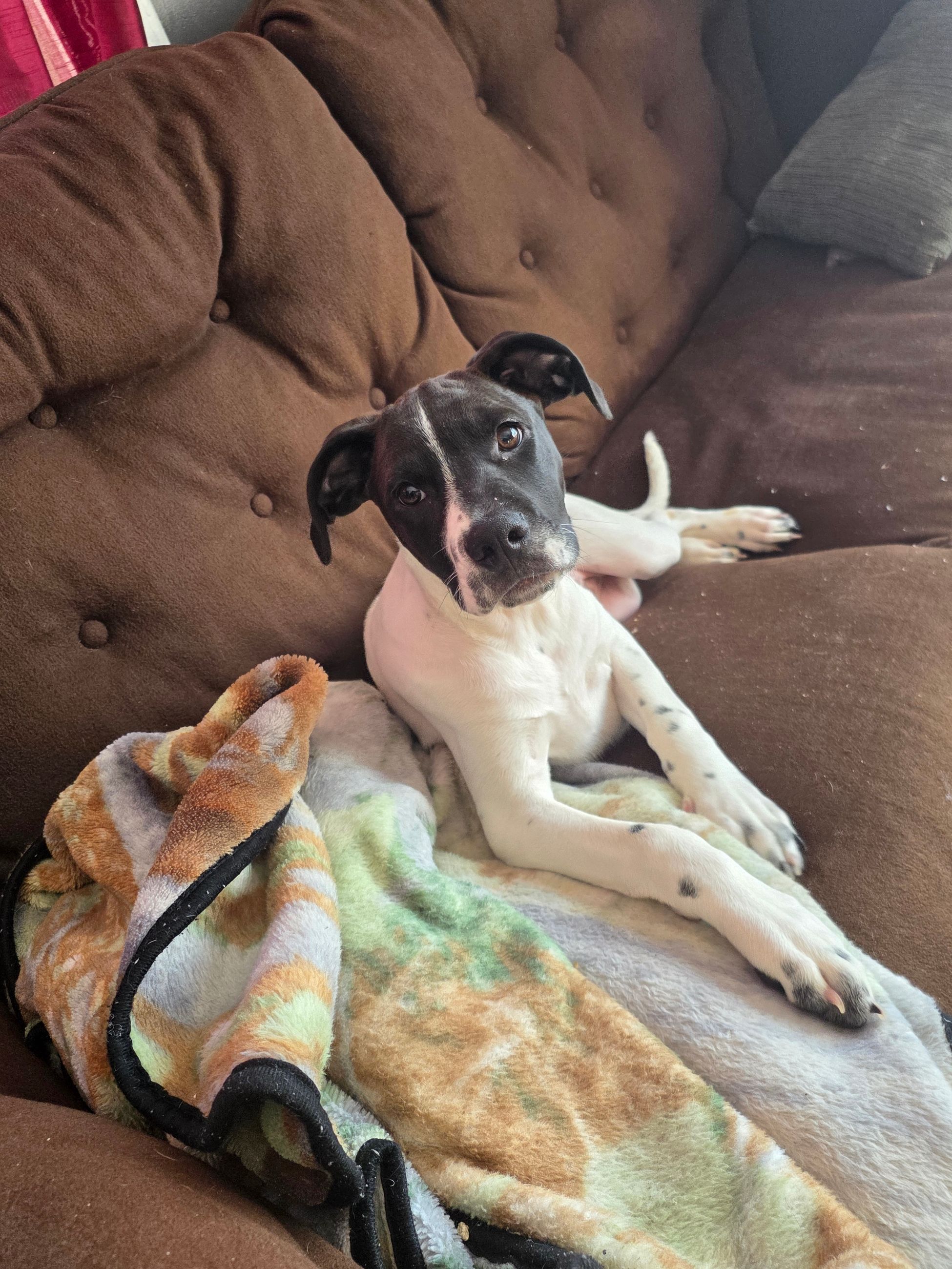 Selling a 3 mouth old puppie  hound mix  - 2 - 1766071625863_1000002505