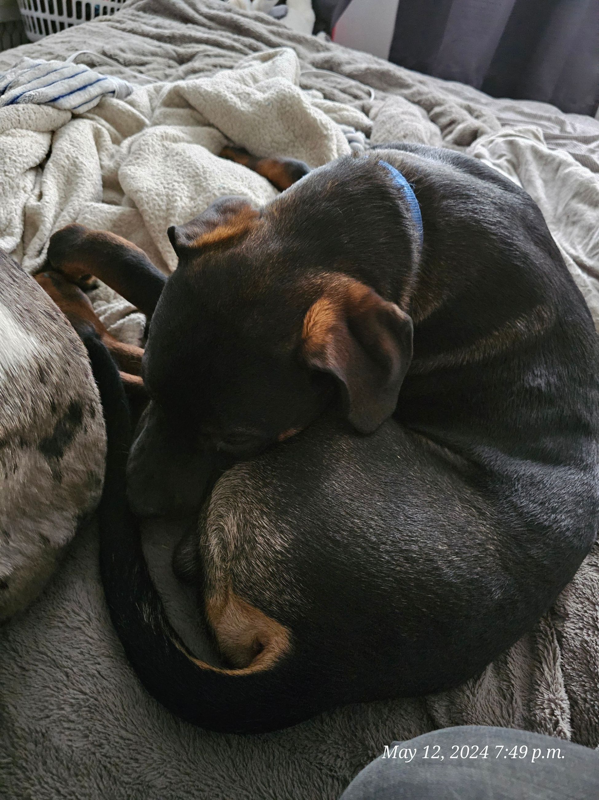 Photo of 2 year old Rottweiler mix 