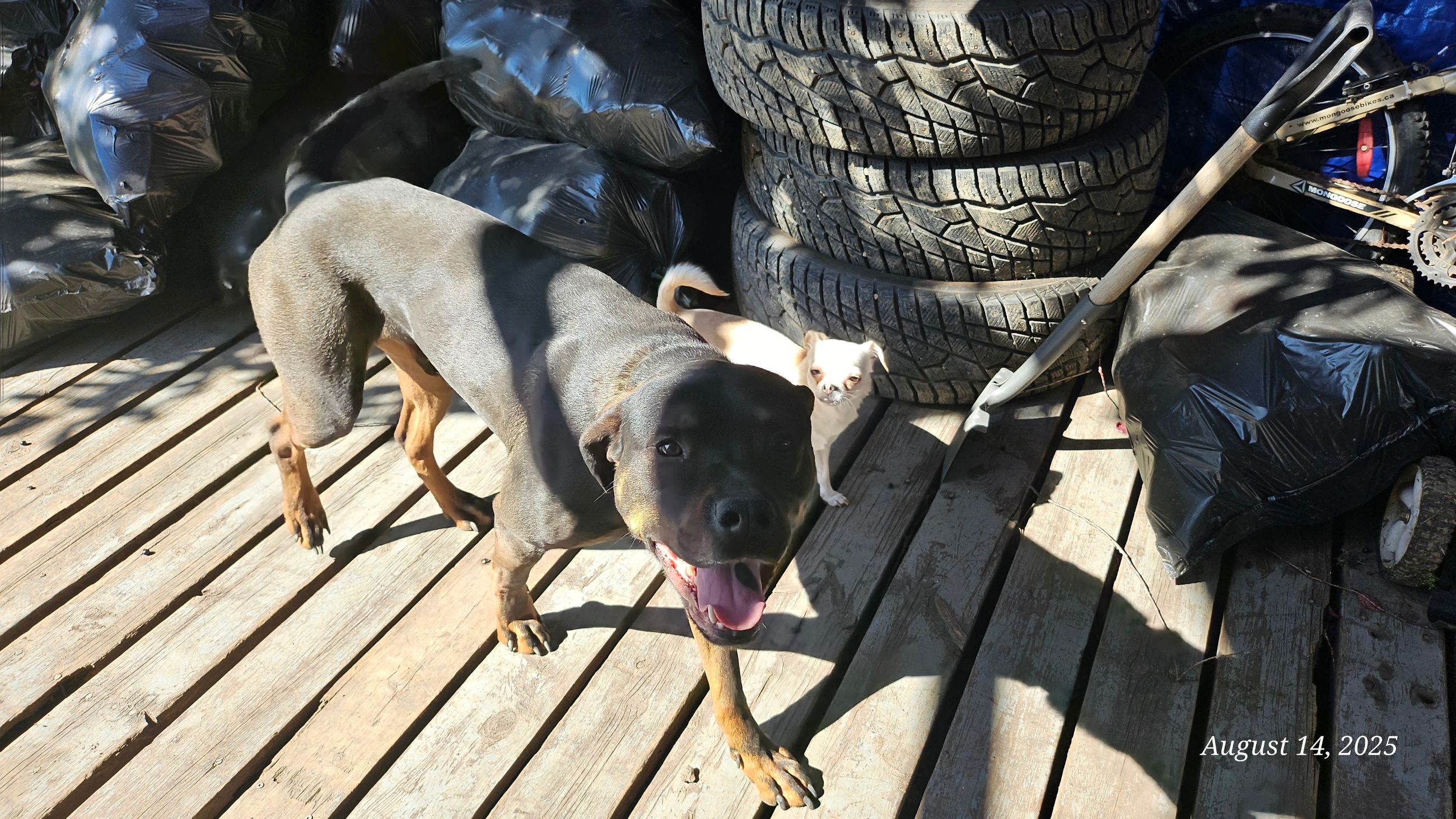 Photo of 2 year old Rottweiler mix 