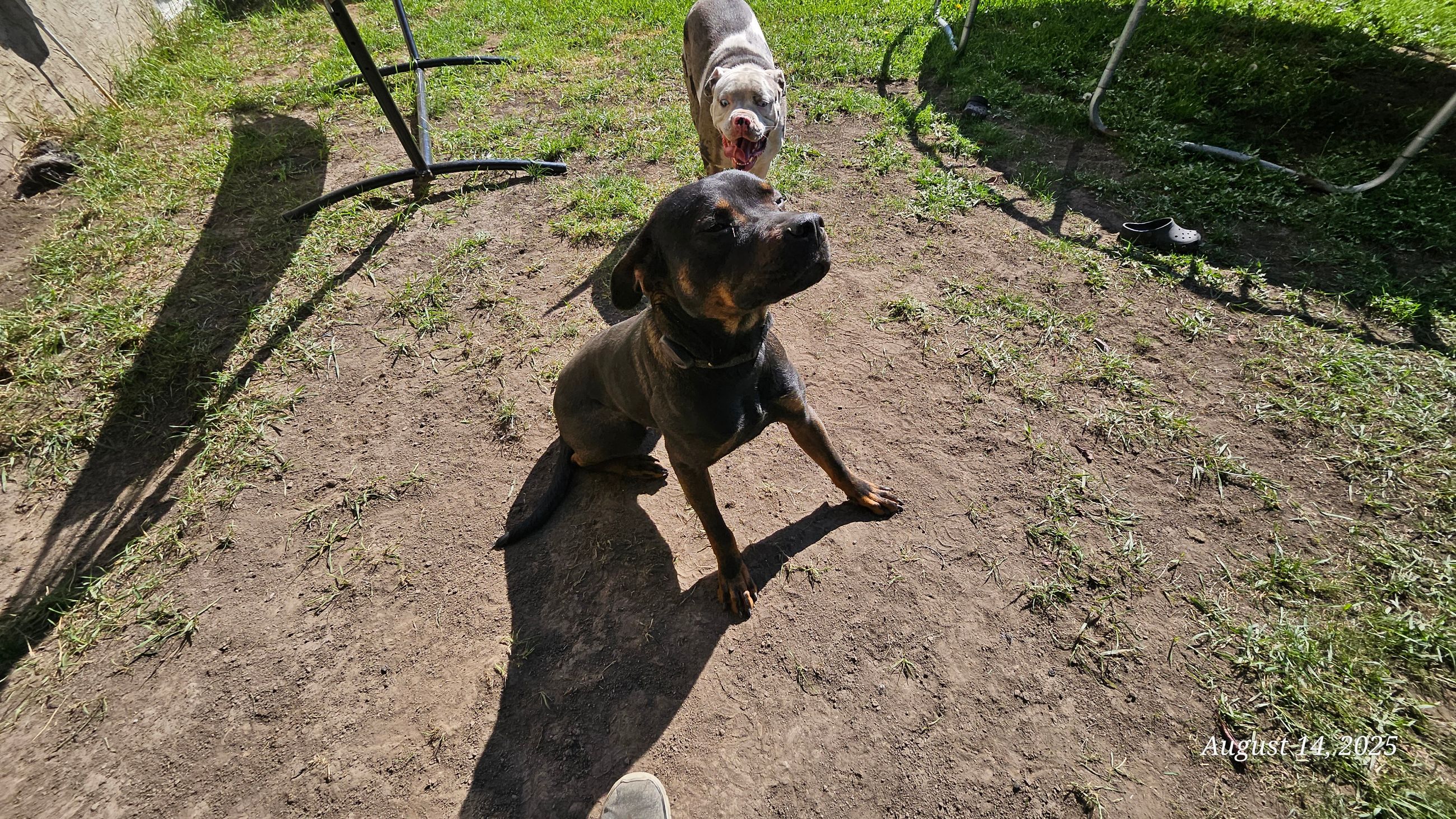 Photo of 2 year old Rottweiler mix 