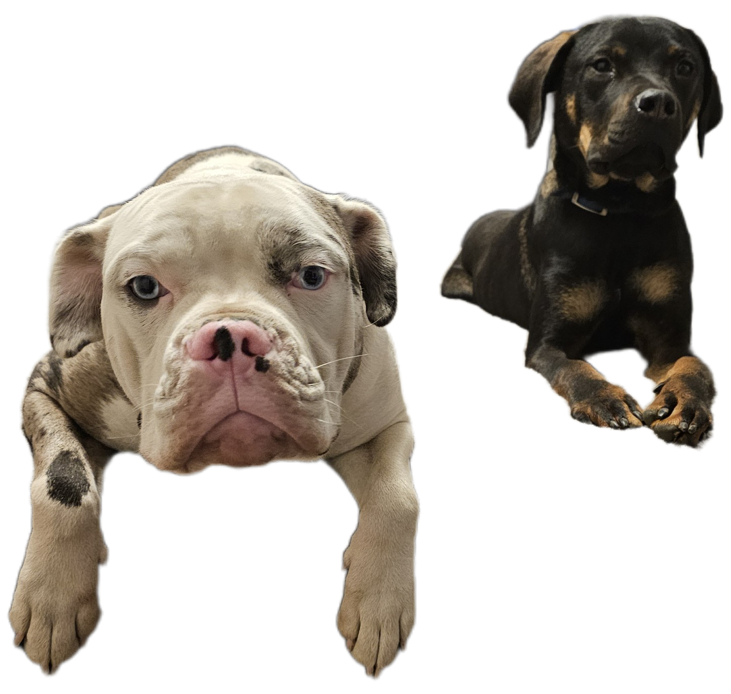 2 year old Rottweiler mix  - 12 - 1766085139969_1000002529