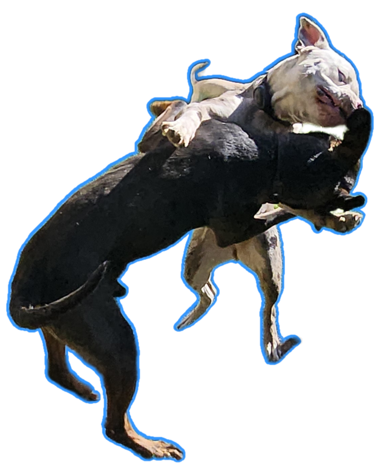 2 year old Rottweiler mix  - 6 - 1766085140002_1000010419