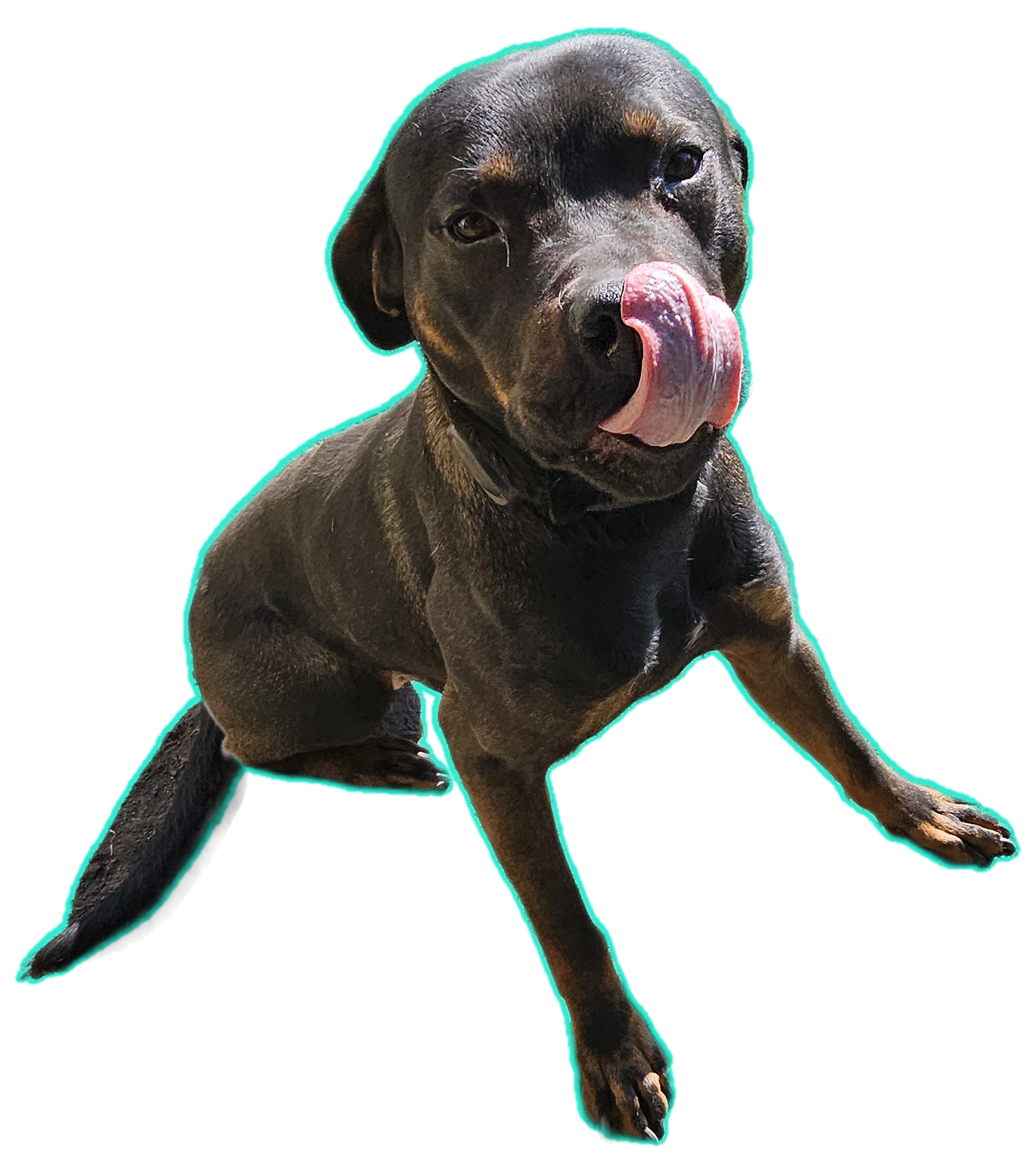 2 year old Rottweiler mix  - 5 - 1766085140045_1000010422