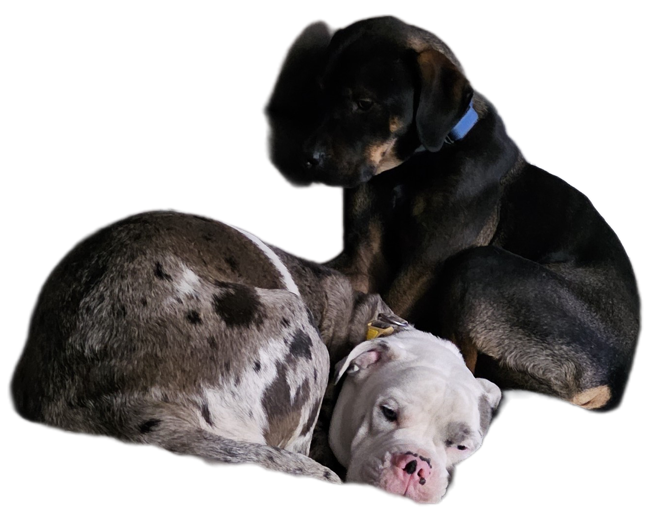 2 year old Rottweiler mix  - 4 - 1766085141129_1000009030