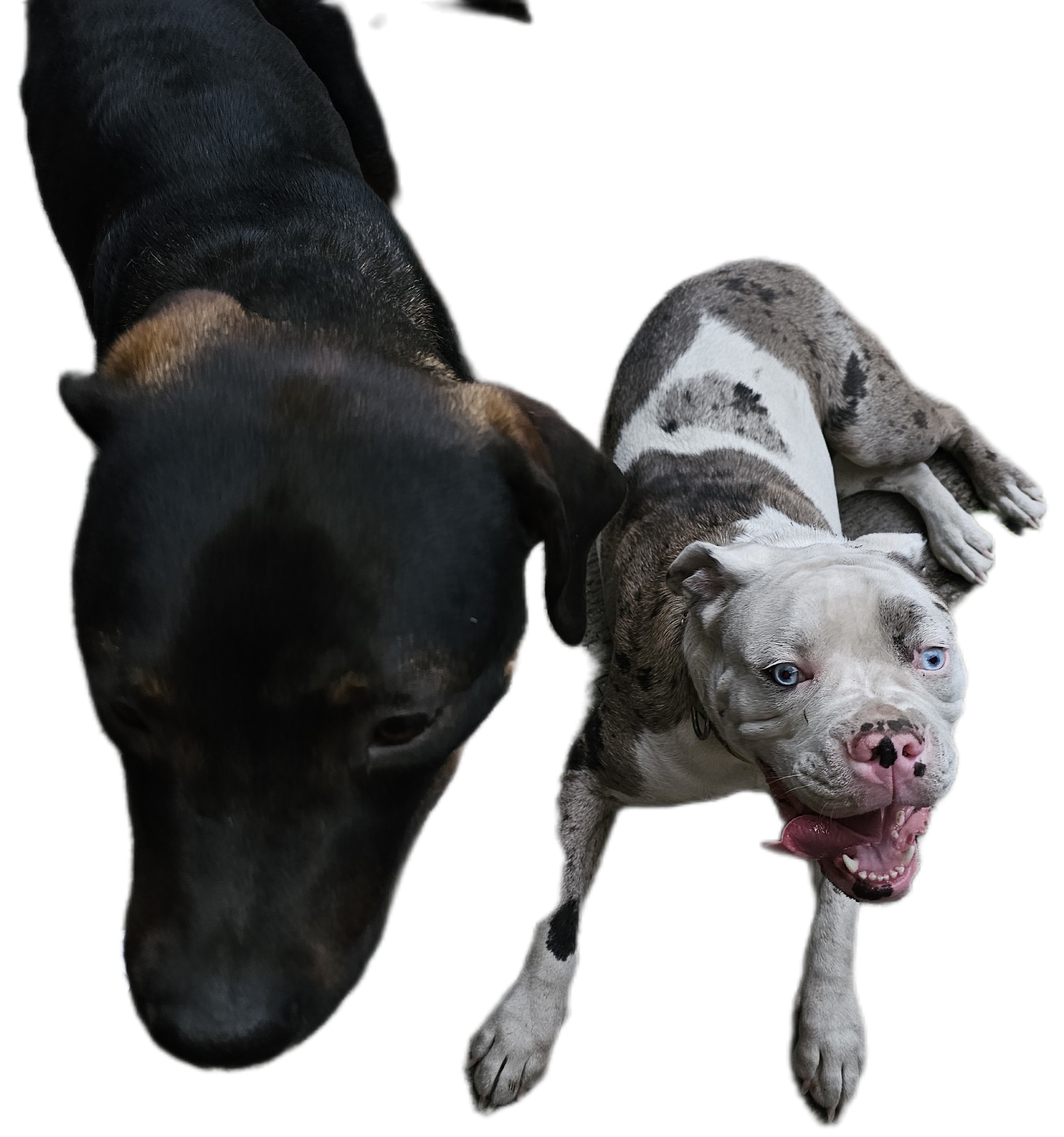 2 year old Rottweiler mix  - 10 - 1766085143001_1000002478