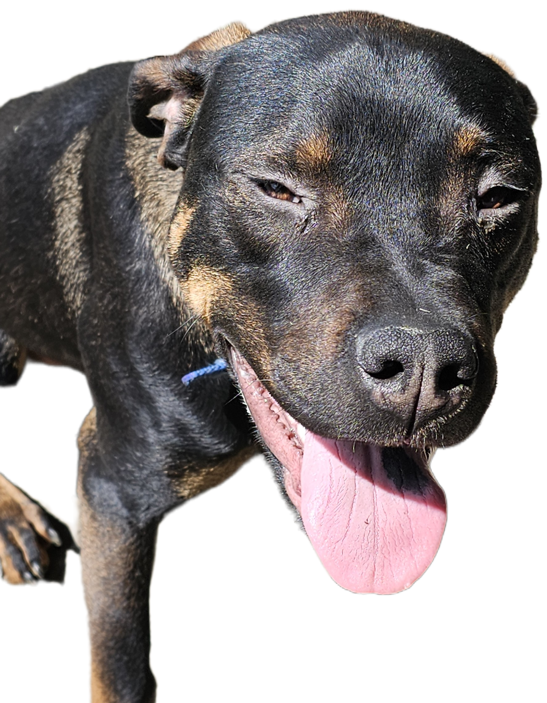 2 year old Rottweiler mix  - 11 - 1766085143113_1000002521