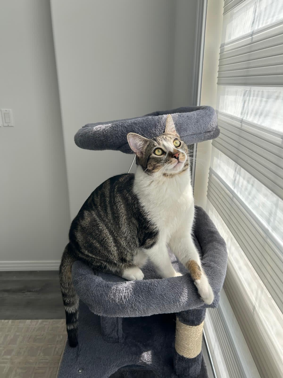 Photo of Free indoor Tabby Cat 1.5 years old