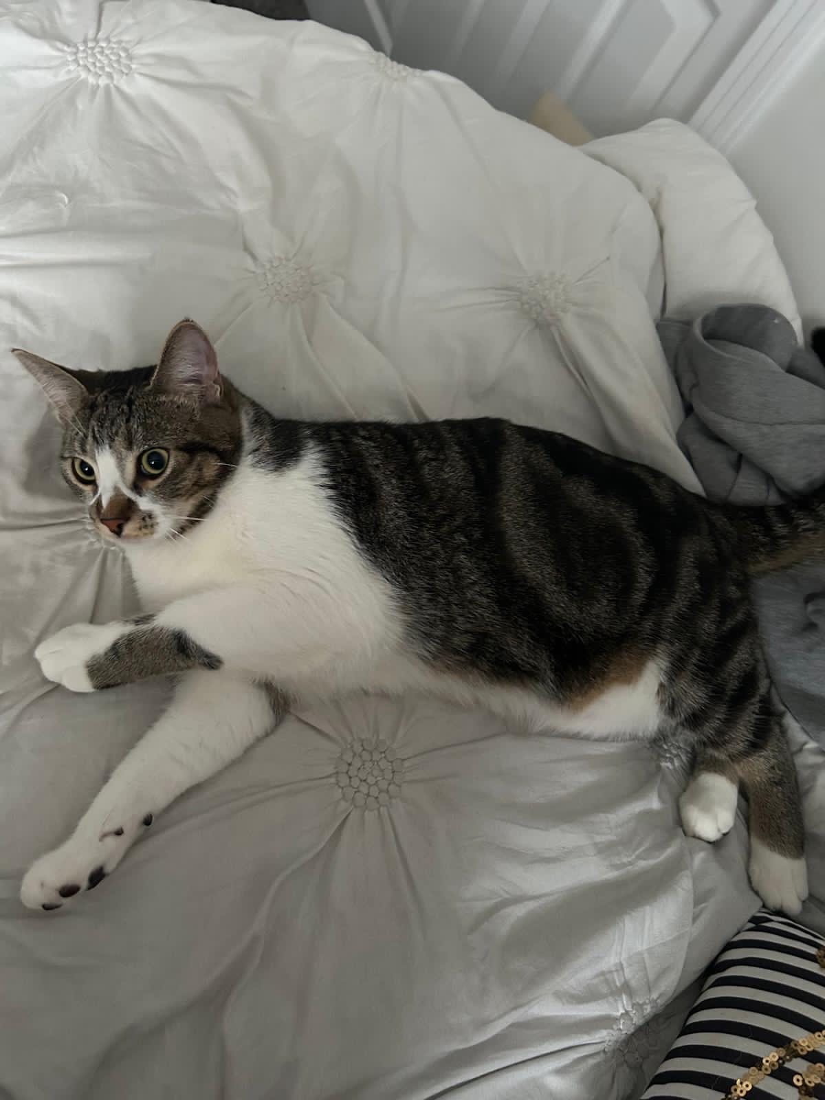 Photo of Free indoor Tabby Cat 1.5 years old