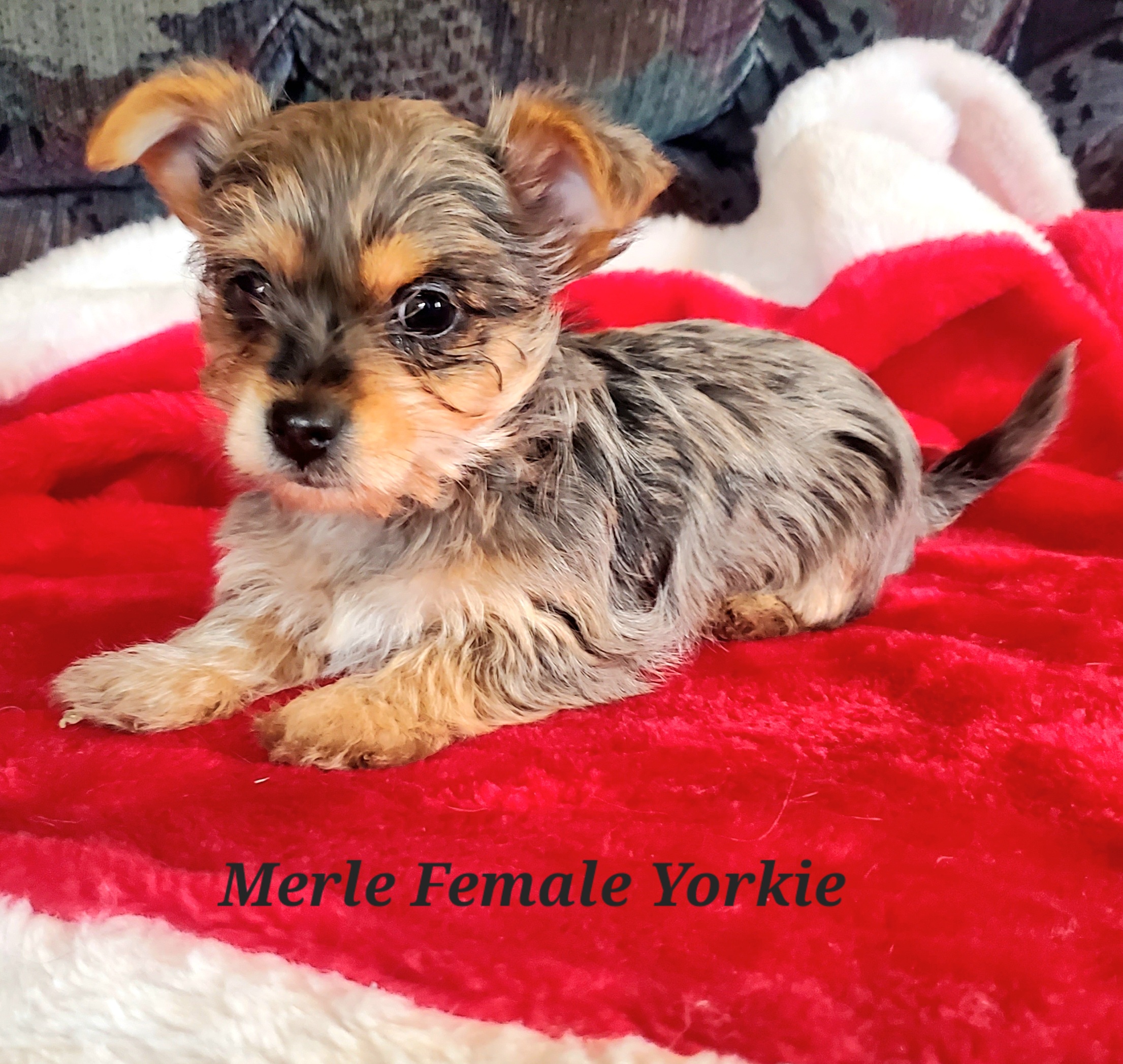 Yorkie pup - 1 - 1766254751114_20251217_123550