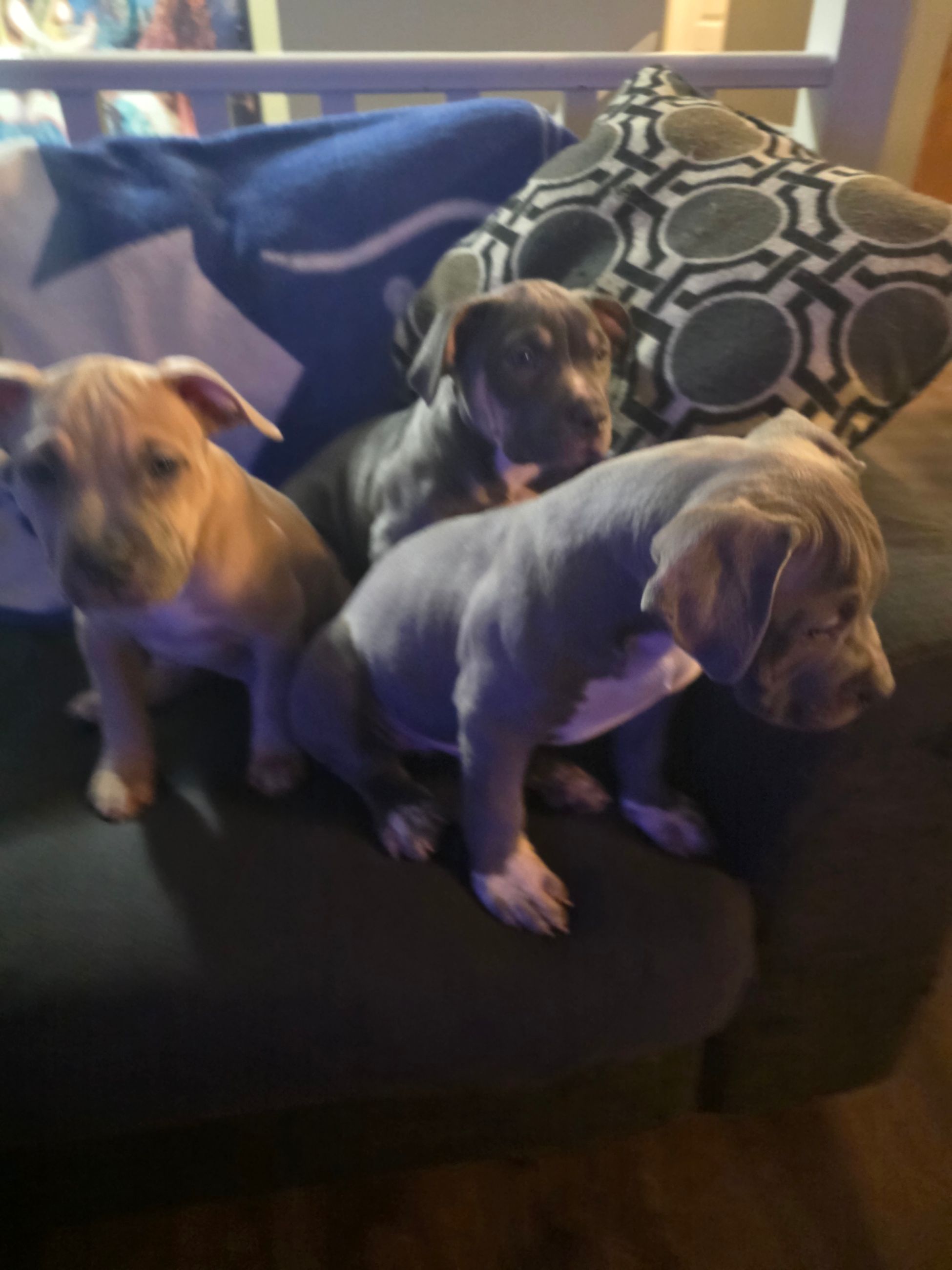 American bully  puppies! - 5 - 1766289246884_1000003201