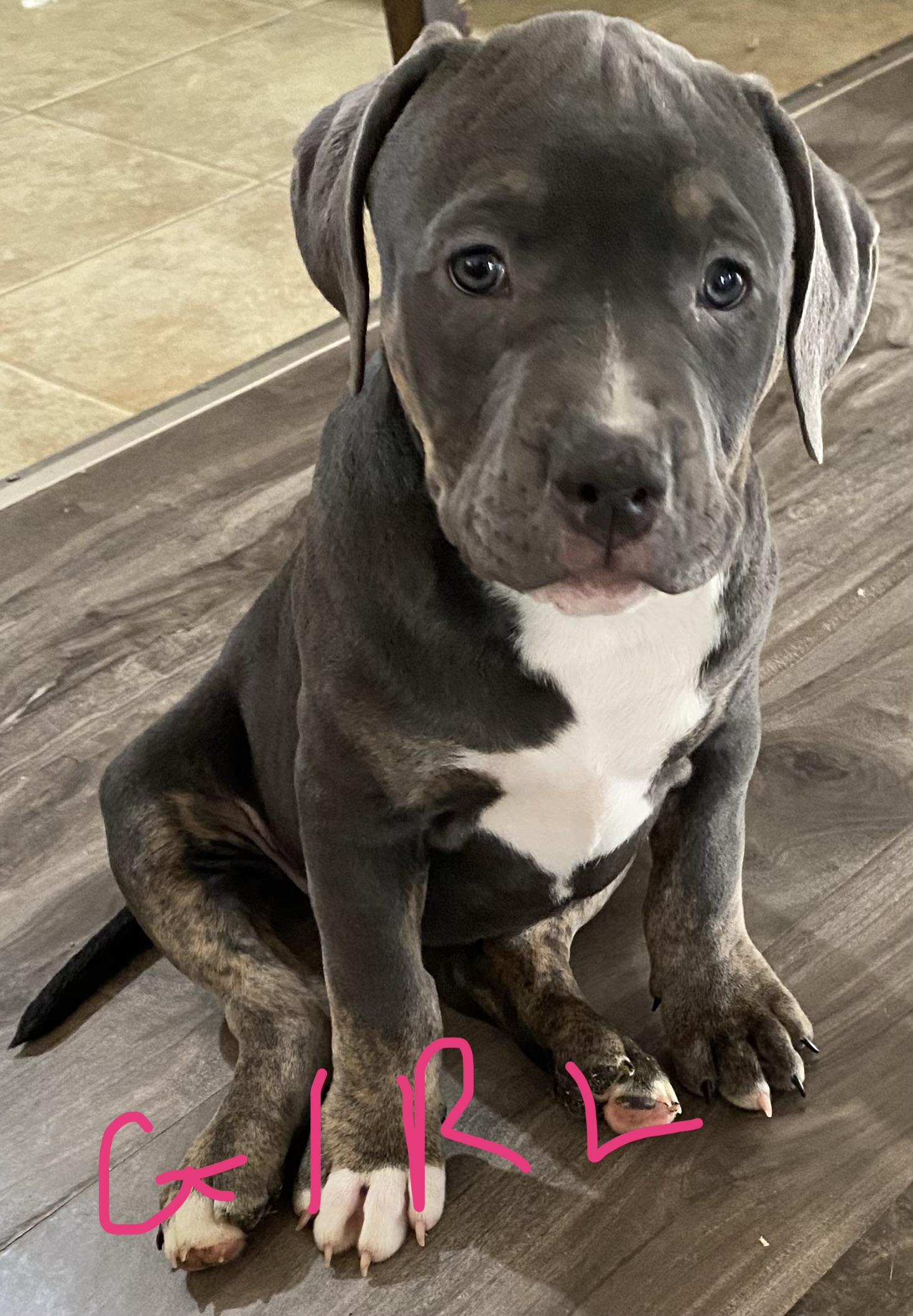 ***CLASSIC AMERICAN BULLIES*** - 2 - 1766359404112_FullSizeRender