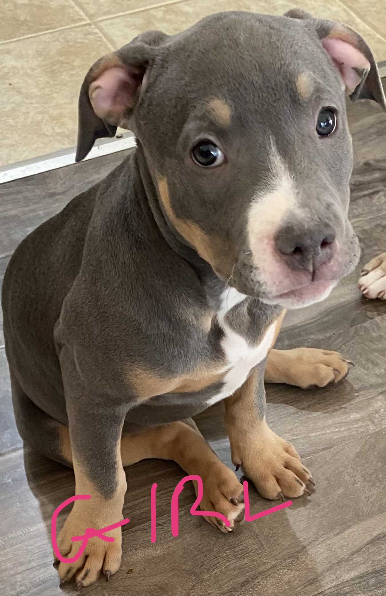 ***CLASSIC AMERICAN BULLIES*** - 3 - 1766359404132_FullSizeRender